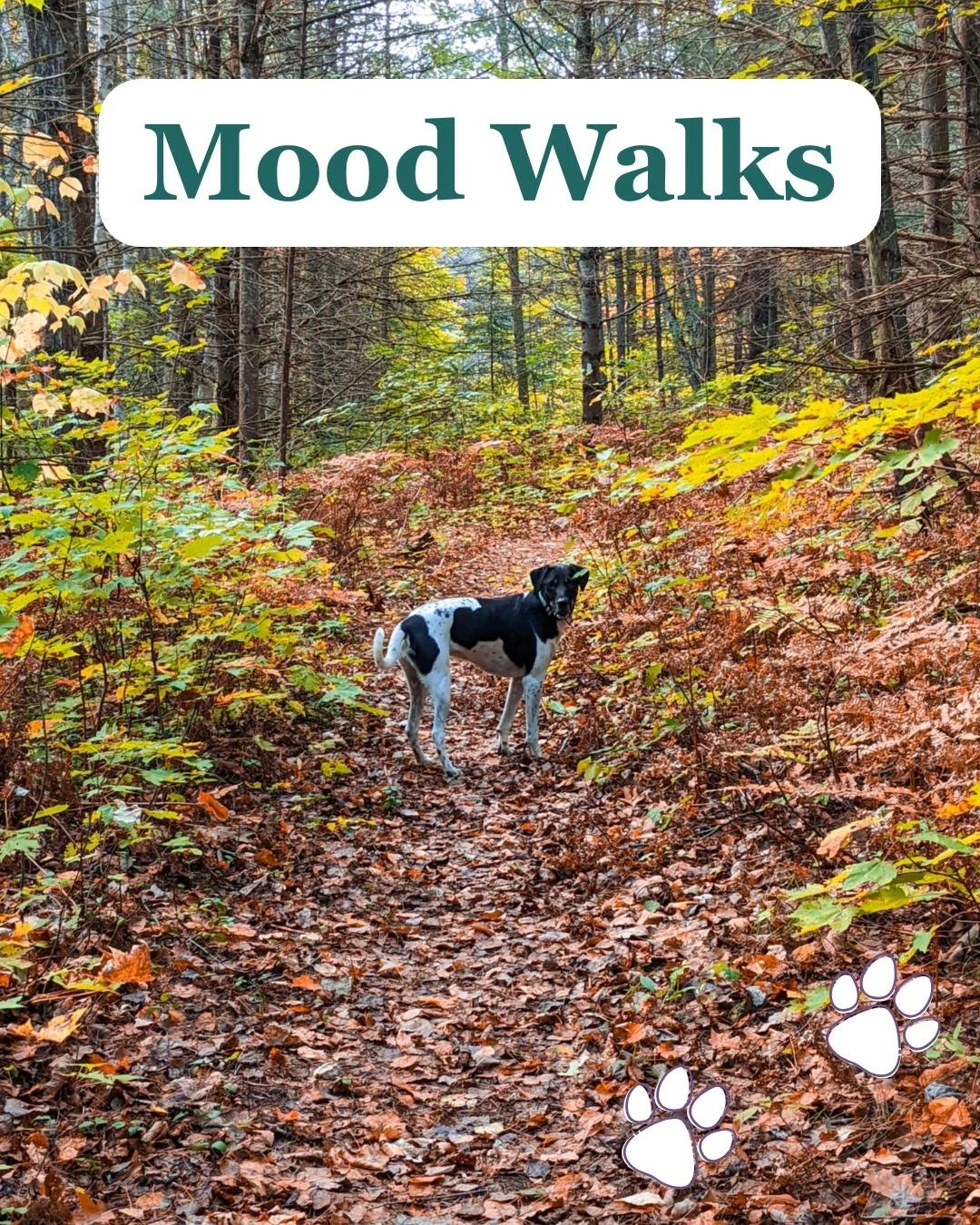 Mood Walks 💕🐾

Today is World Mental Health Day!
Both people and our pets can experience good and bad mental health days.  A quick simple solution is to go outside, find some nature and go for a walk.

According to the Government of Canada &quot;th