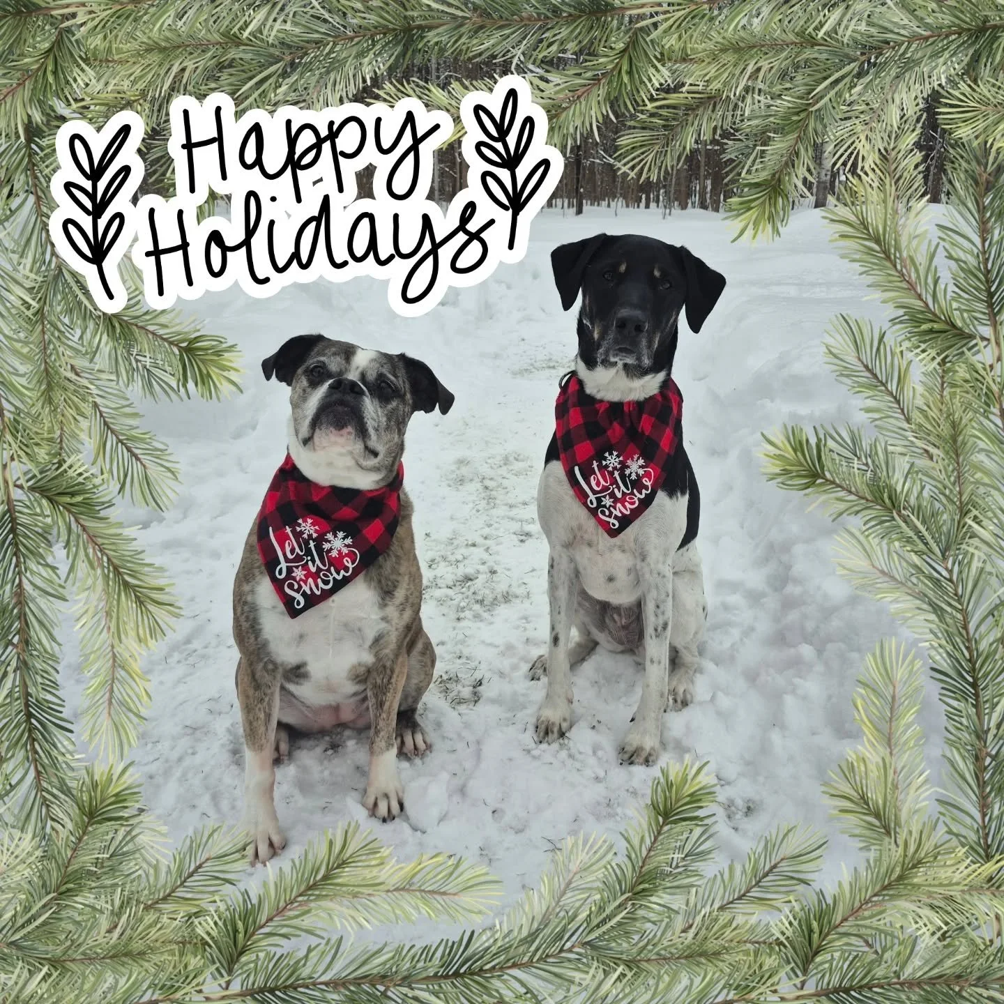 Let it snow ❄️
Happy Holidays 🎊

Sending warmest wishes to everyone this winter season.

❄️❄️❄️

#DogTrainer #WomenOwnedSmallBusiness #Muskoka #SimcoeCounty #HappyHolidays