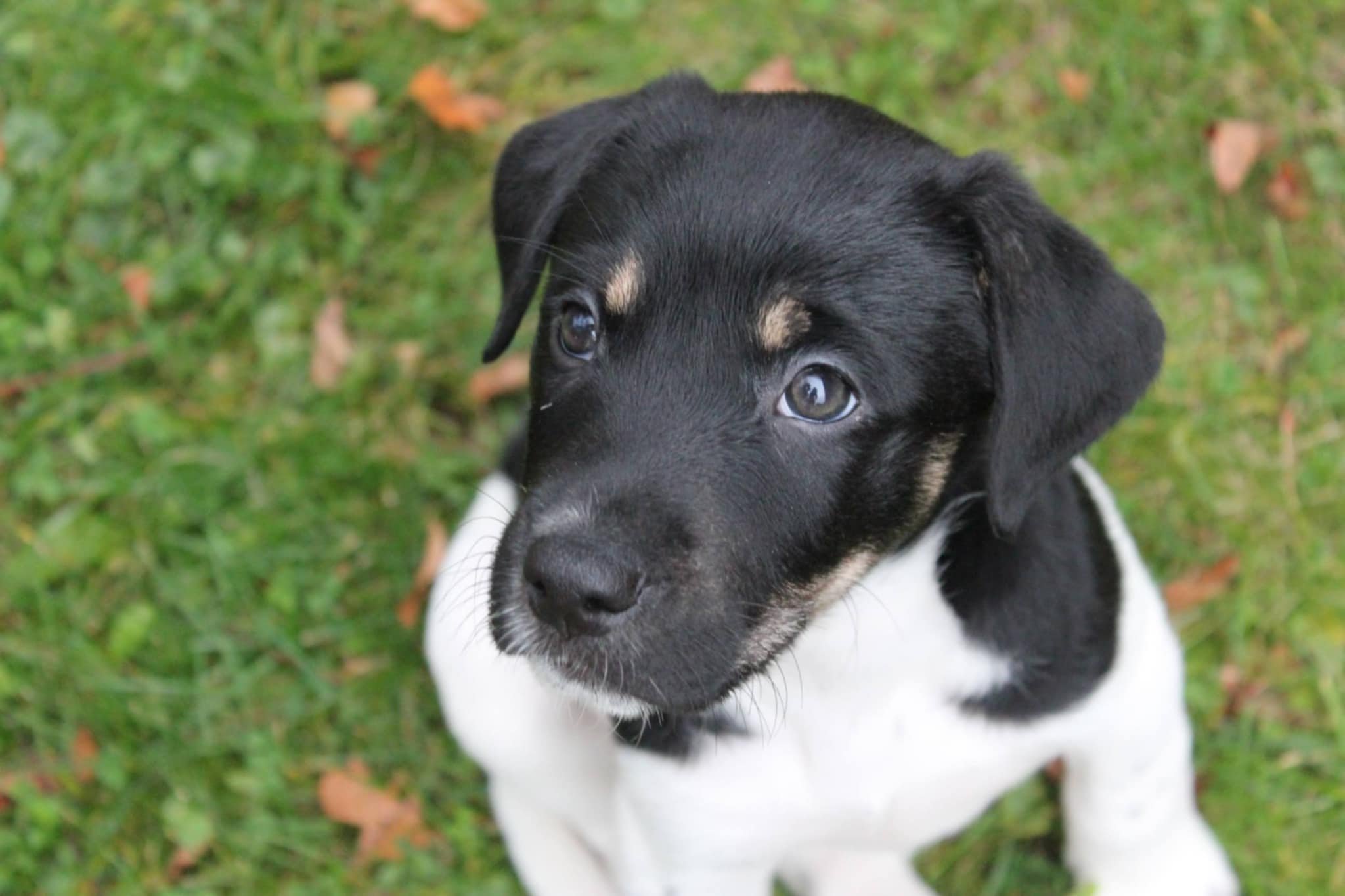 A black and white German Shorthaired Pointer puppy sitting on green grass, looking up with curious eyes.