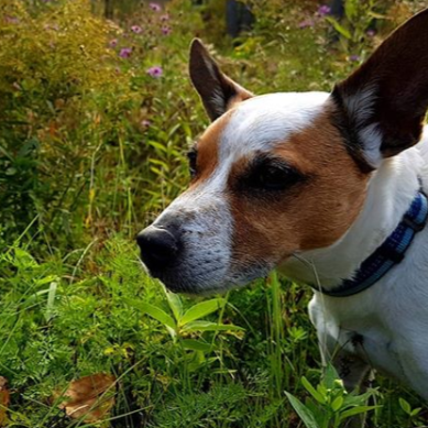 A brown and white Jack Russell Terrier with large ears in a grassy field