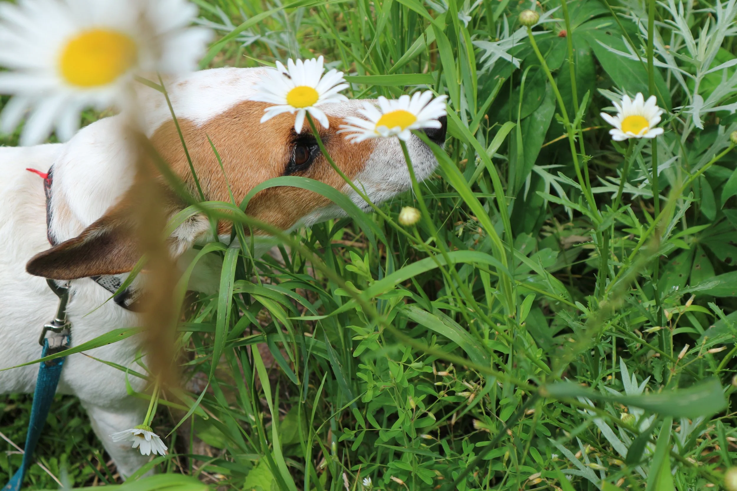 Kelly's Jack Russell Terrier smelling daisys while on a loose blue leash clipped to his collar.