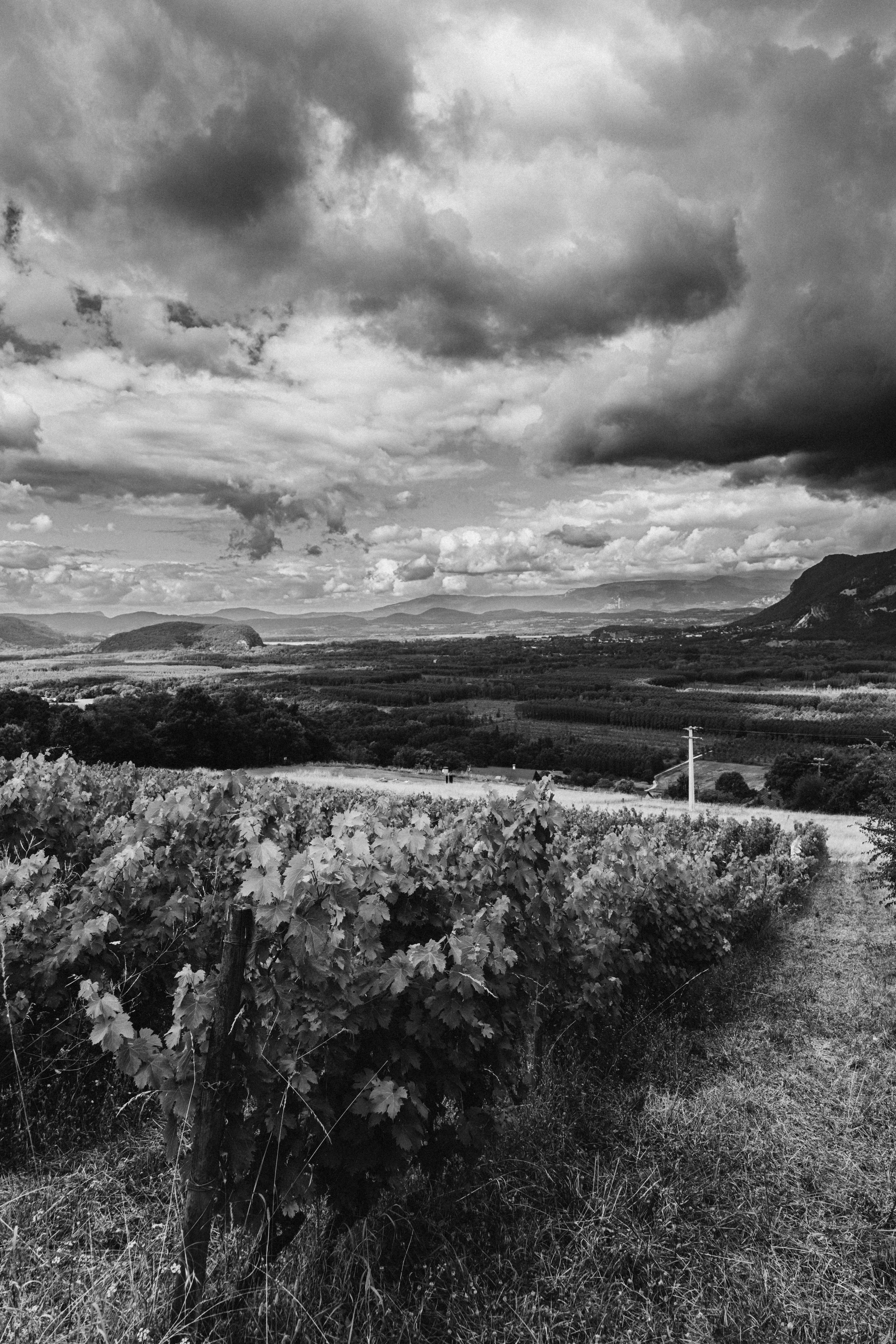 One Domaine des Fables vineyards