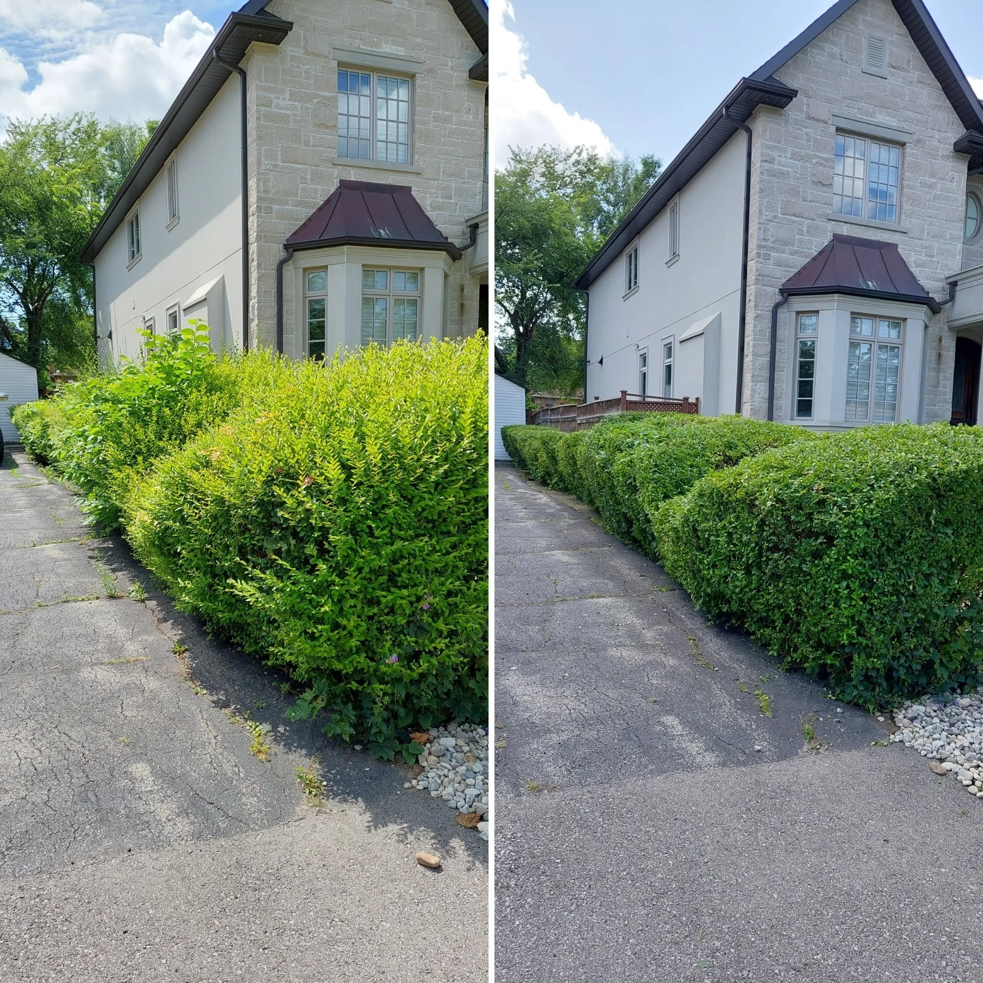 Side-by-side comparison of a hedge before and after trimming along a driveway next to a house.