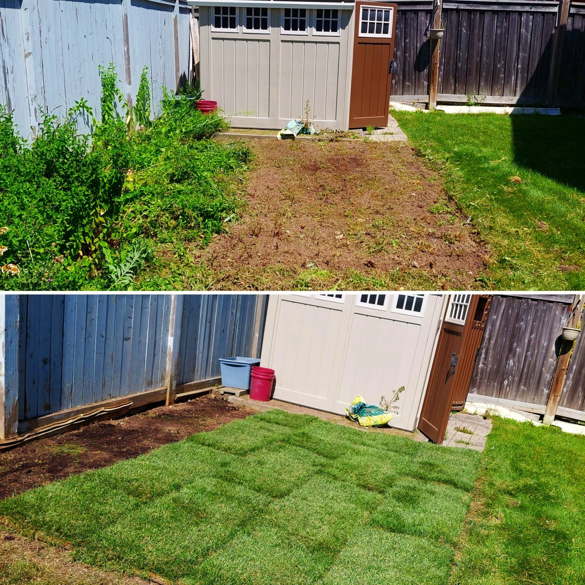 Before and after backyard makeover with new sod installation and removal of weeds near a garden shed and fence.
