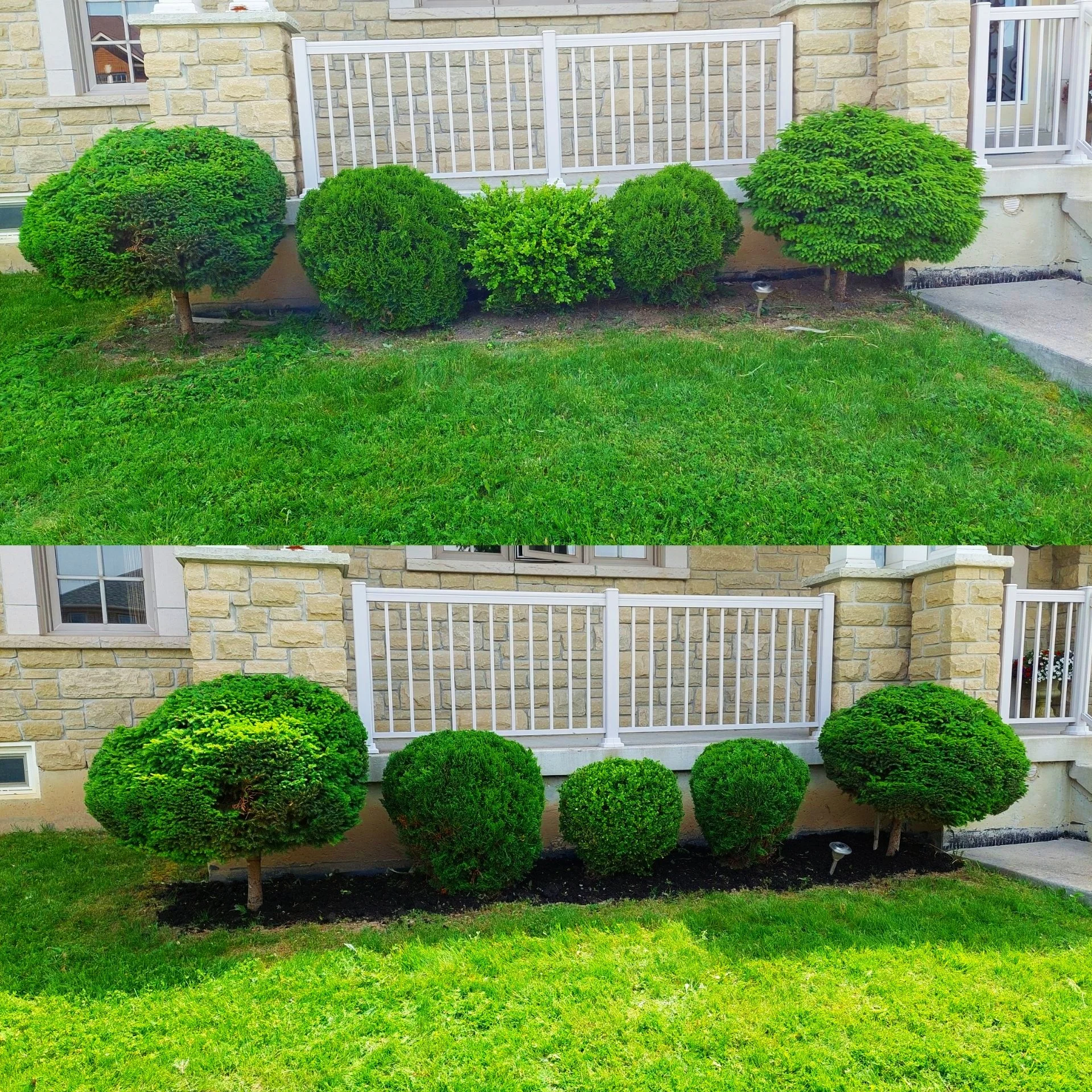 Comparison of trimmed and untrimmed bushes in front of a house