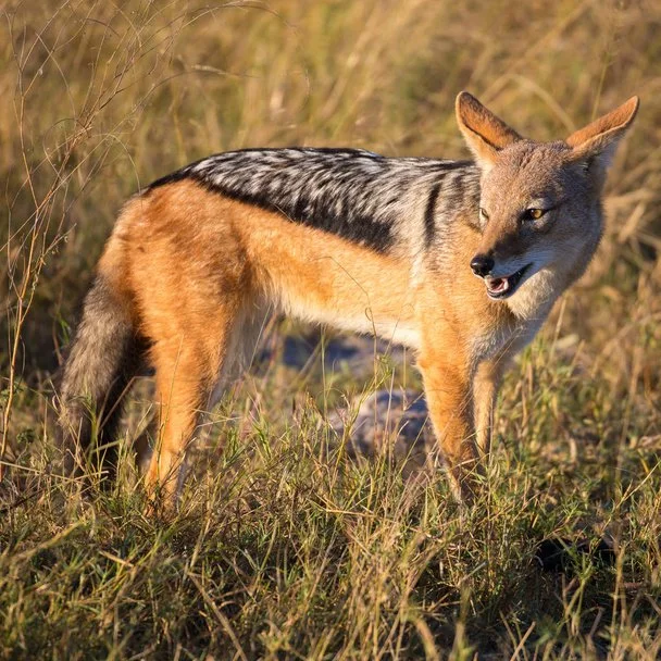 Black-backed jackal standing in tall grass