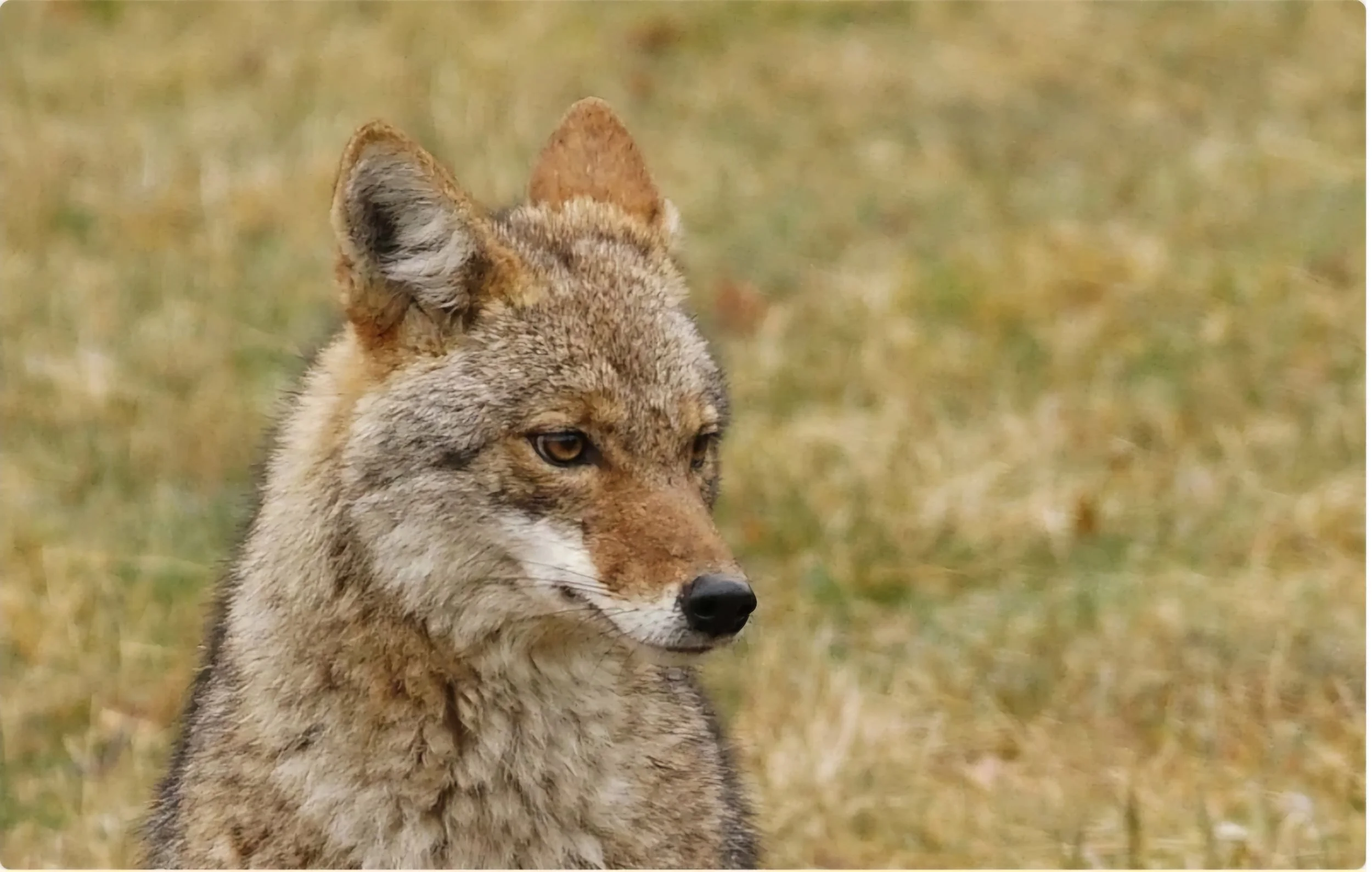 Close-up of a coyote standing in a grassy field.