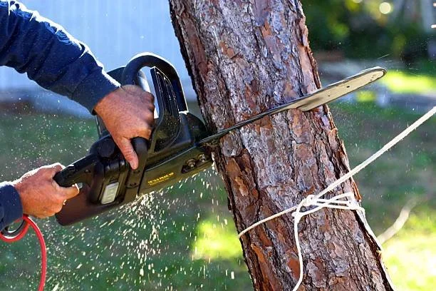 Person using an electric chainsaw to cut a tree