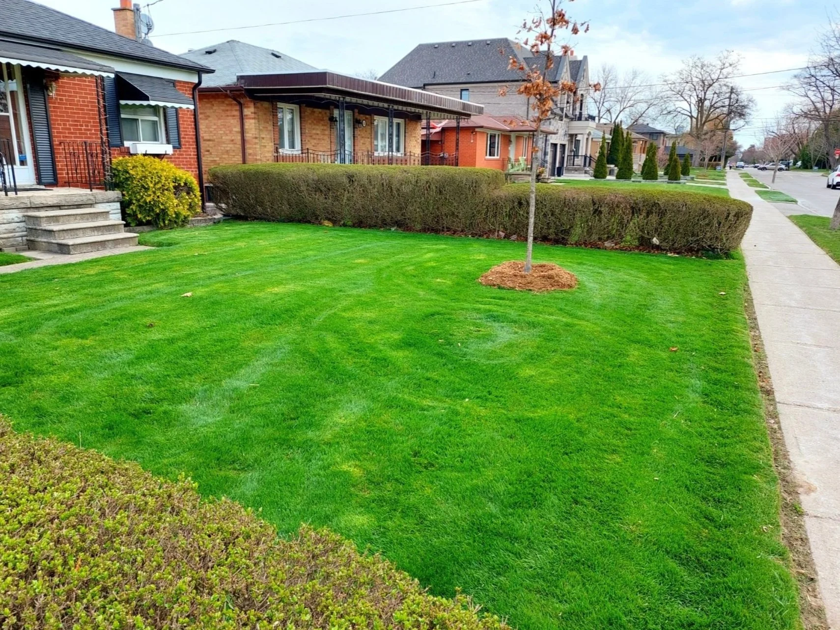 Suburban neighborhood with well-maintained green lawn, small tree, hedges, sidewalk, and brick houses in the background.