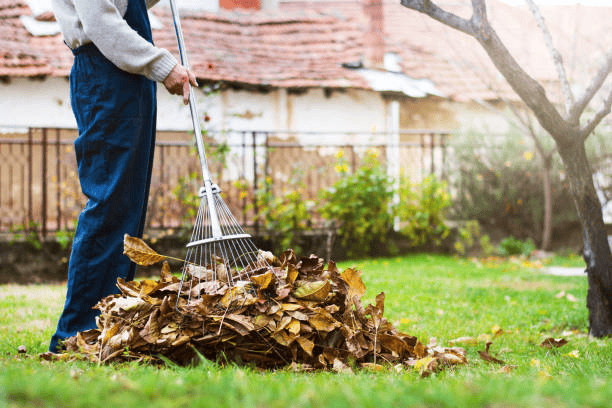 Person raking autumn leaves into a pile in a garden with an old house in the background.