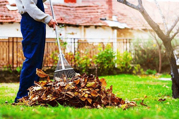 Person raking a pile of fallen leaves on a grassy lawn
