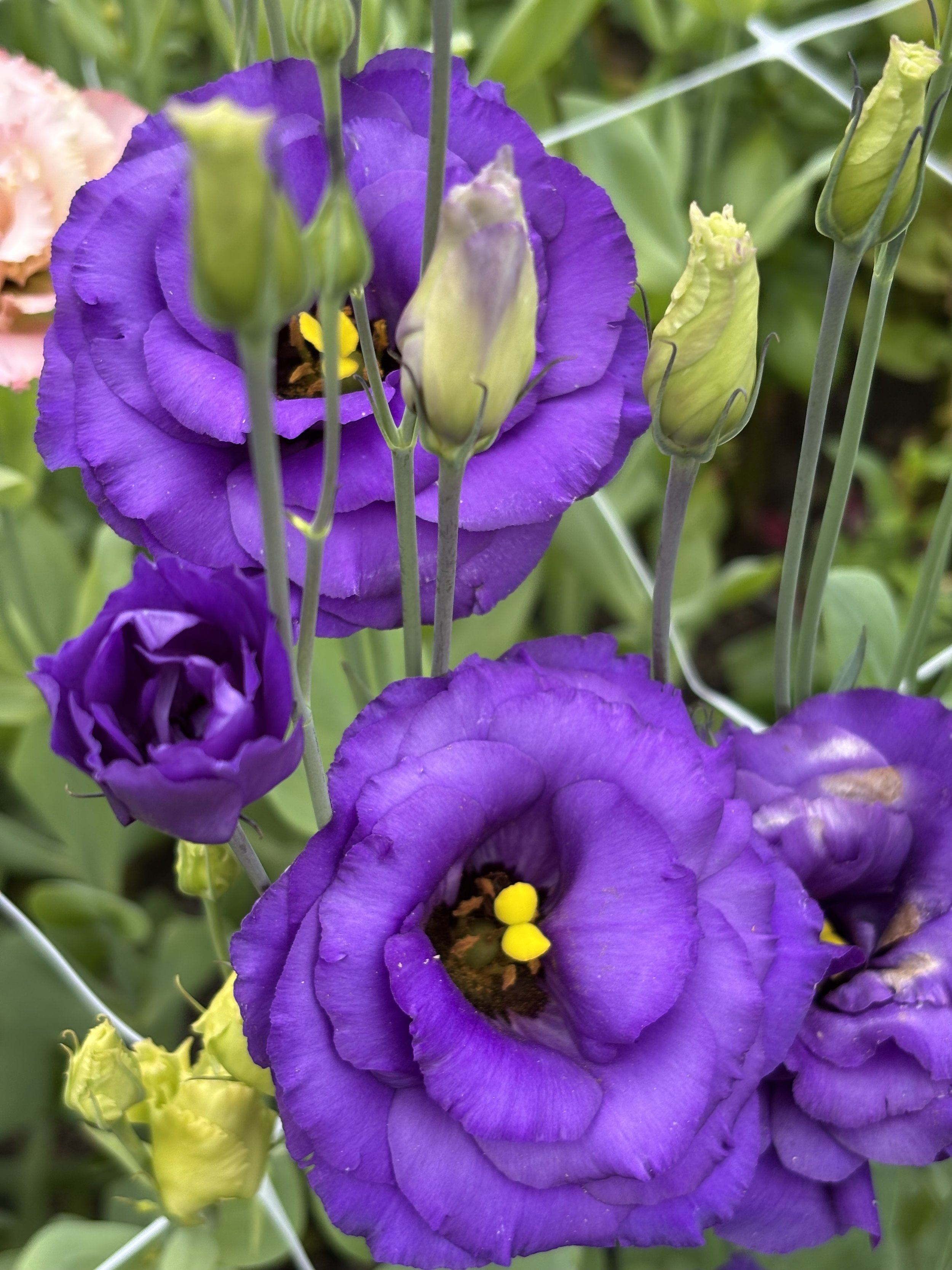 Lisianthus - warning extreme patience required