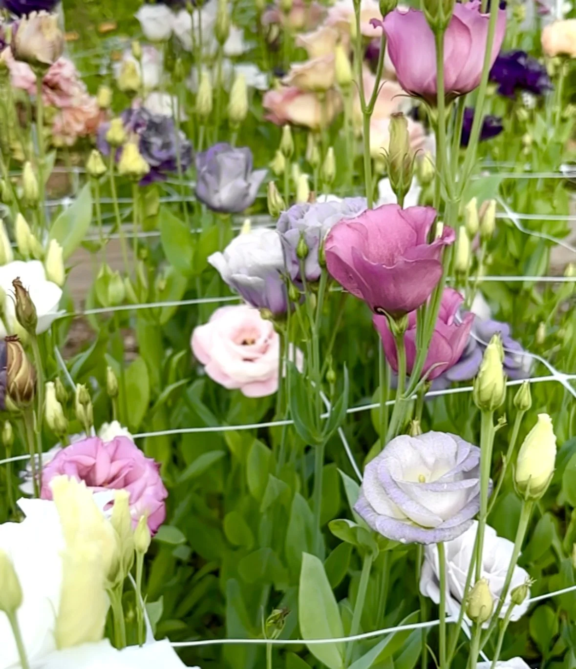 rows of lisianthus flowers in full bloom