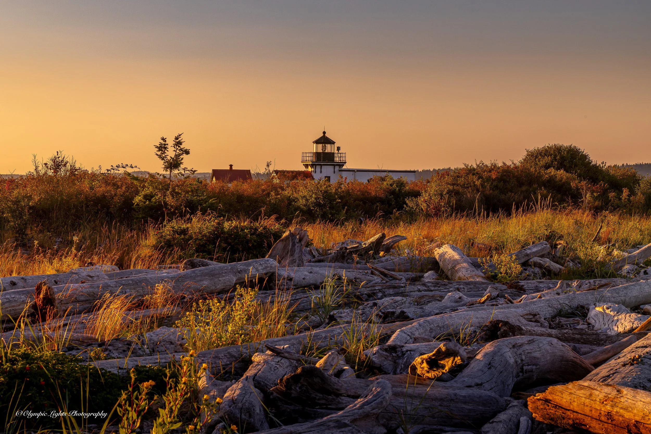 A sunset scene featuring driftwood on a rocky shore, with lush green bushes and trees in the background, and a lighthouse with a red roof visible beyond the vegetation.