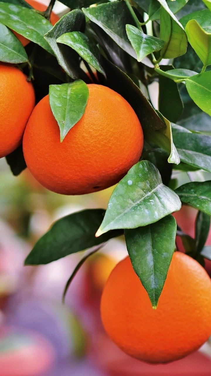 orange-3999581_1920.jpg