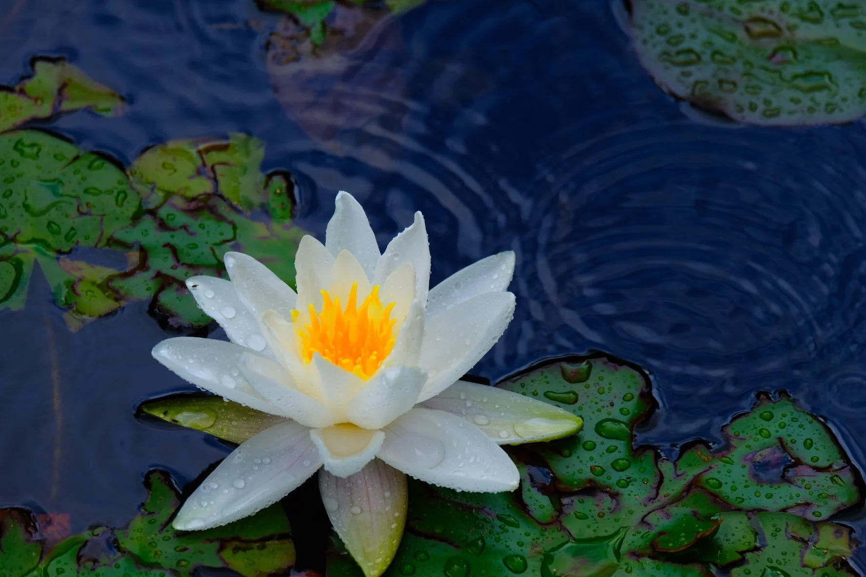 A white water lily with yellow center floating on a pond with green lily pads and water droplets