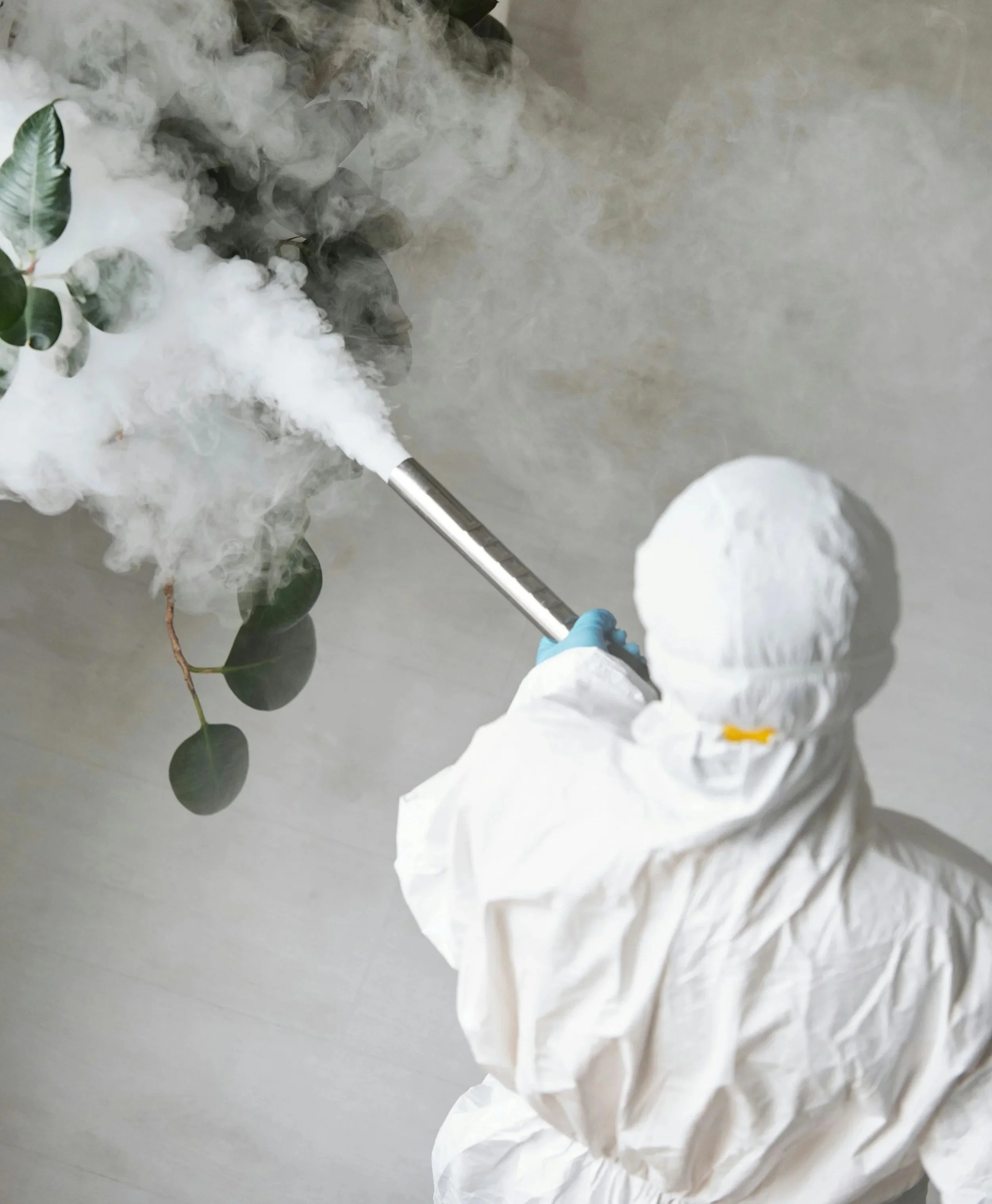 Person wearing white protective suit and blue gloves using a smoke gun for fumigation, producing thick white smoke applied to a plant with green leaves.