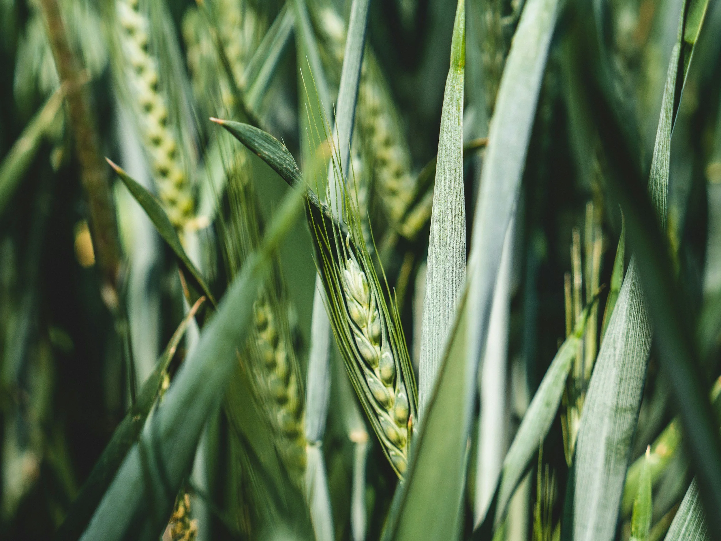Close-up of green wheat plants with unripe wheat heads in a field.