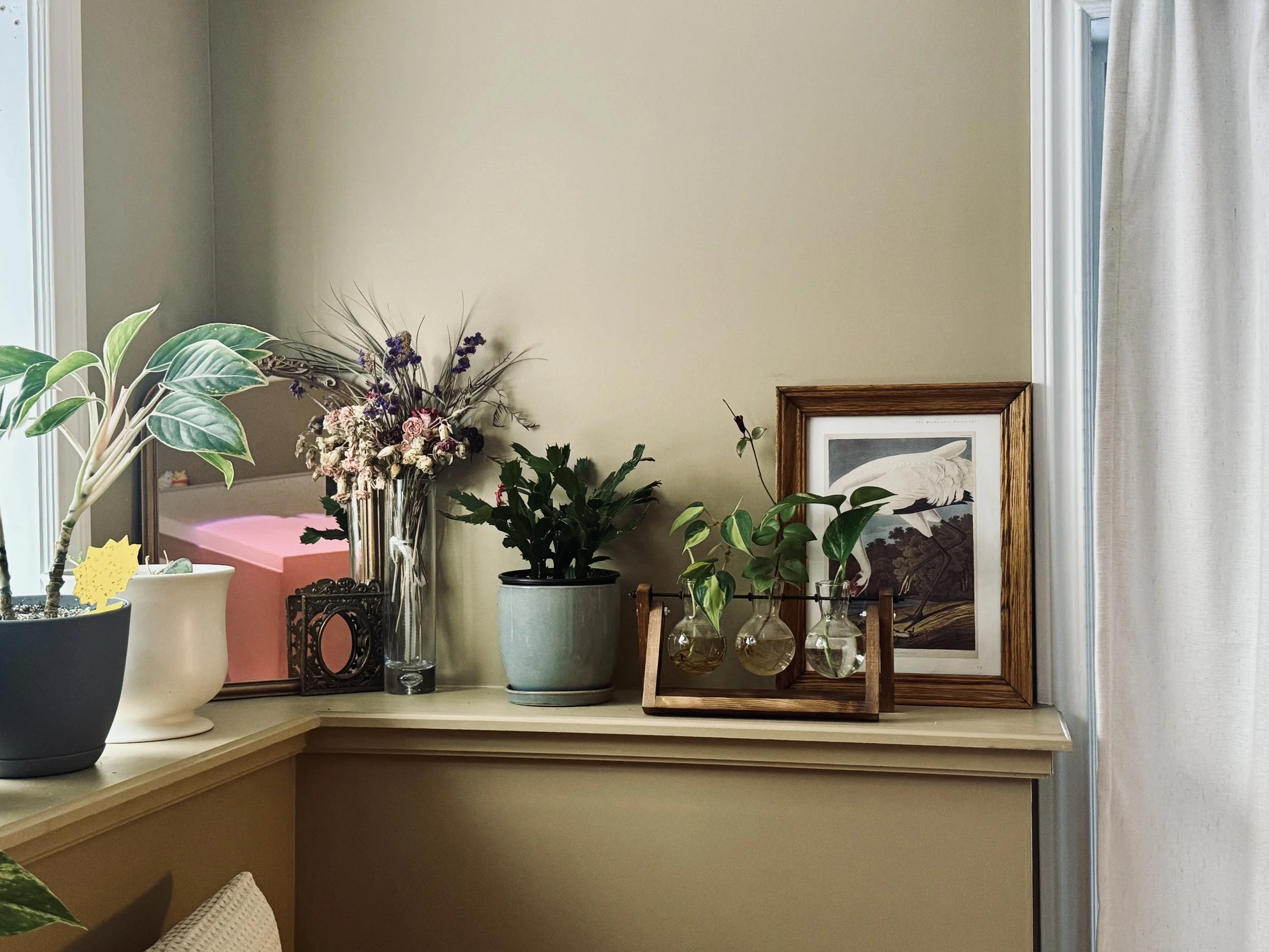 A windowsill with various potted plants, a vase of dried flowers, a picture frame with a photo or artwork, and three small glass vials containing green plants in a wooden stand, next to a window with light curtains.
