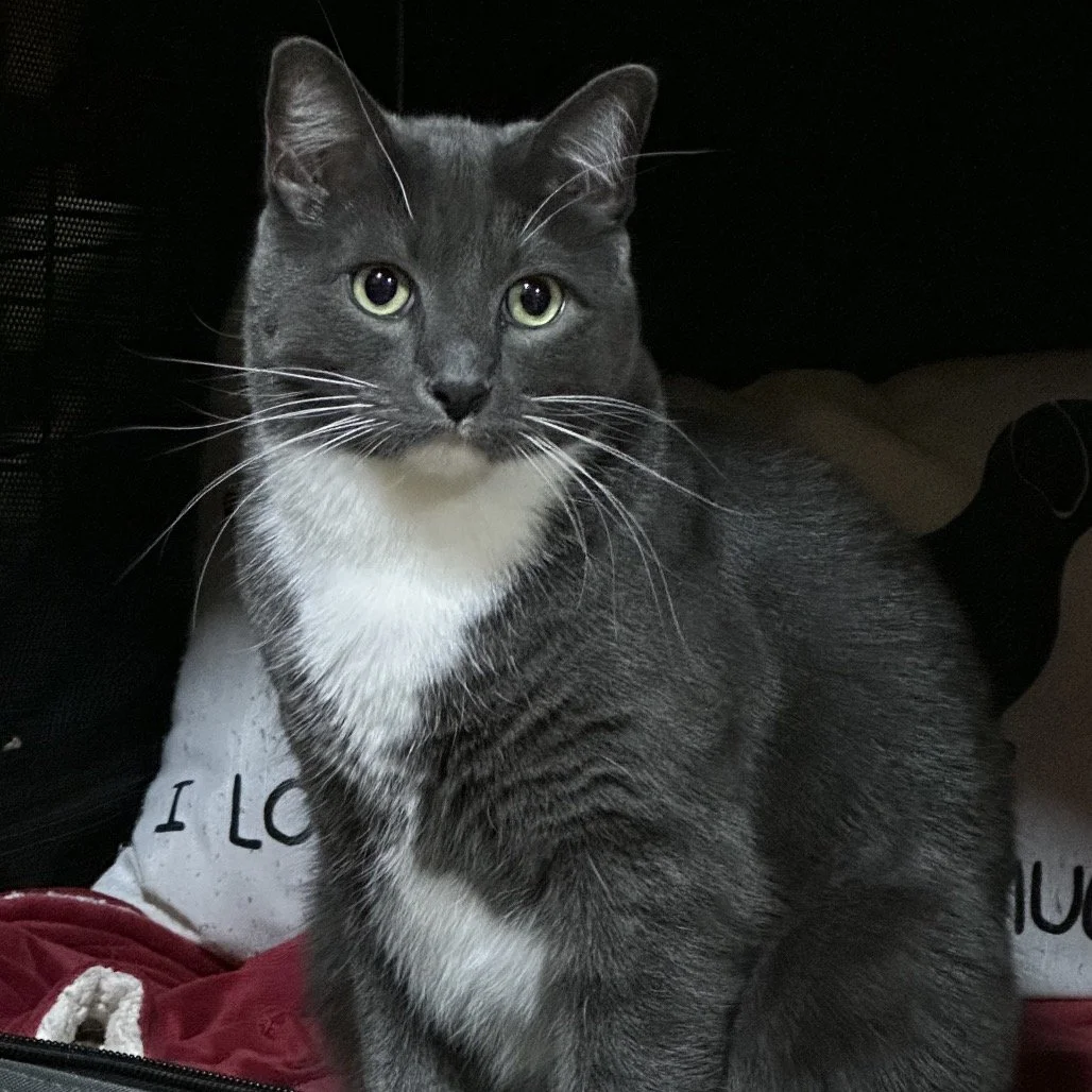 2008aa837846c20eee7140130cb688e4 (1).jpeg