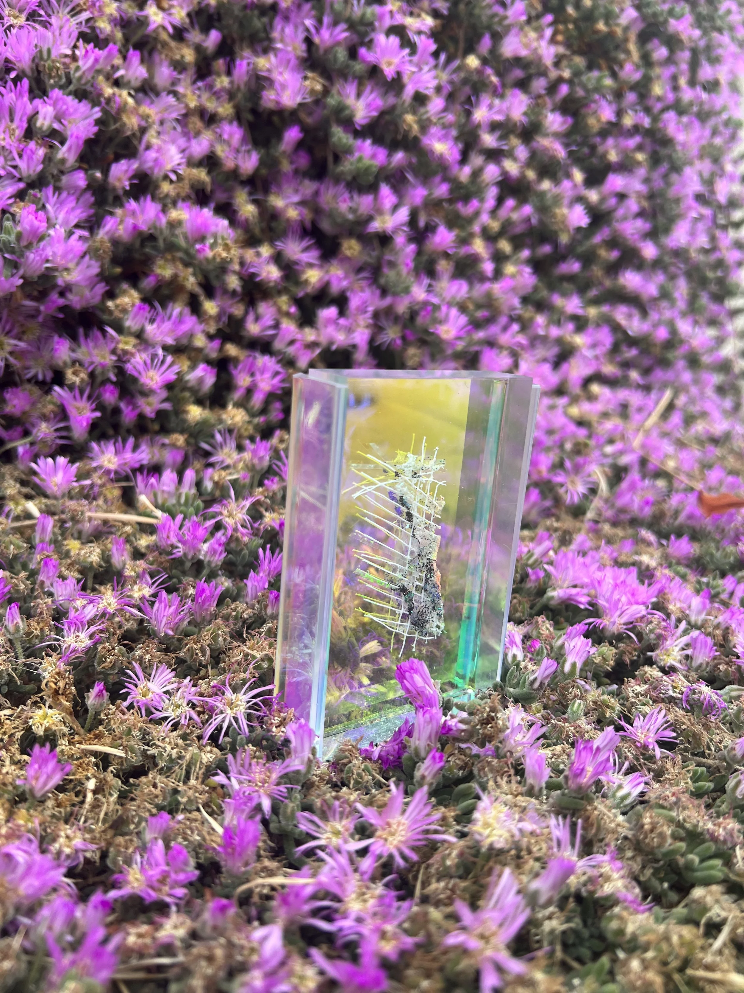 spiritual fossils in lavender2.jpeg