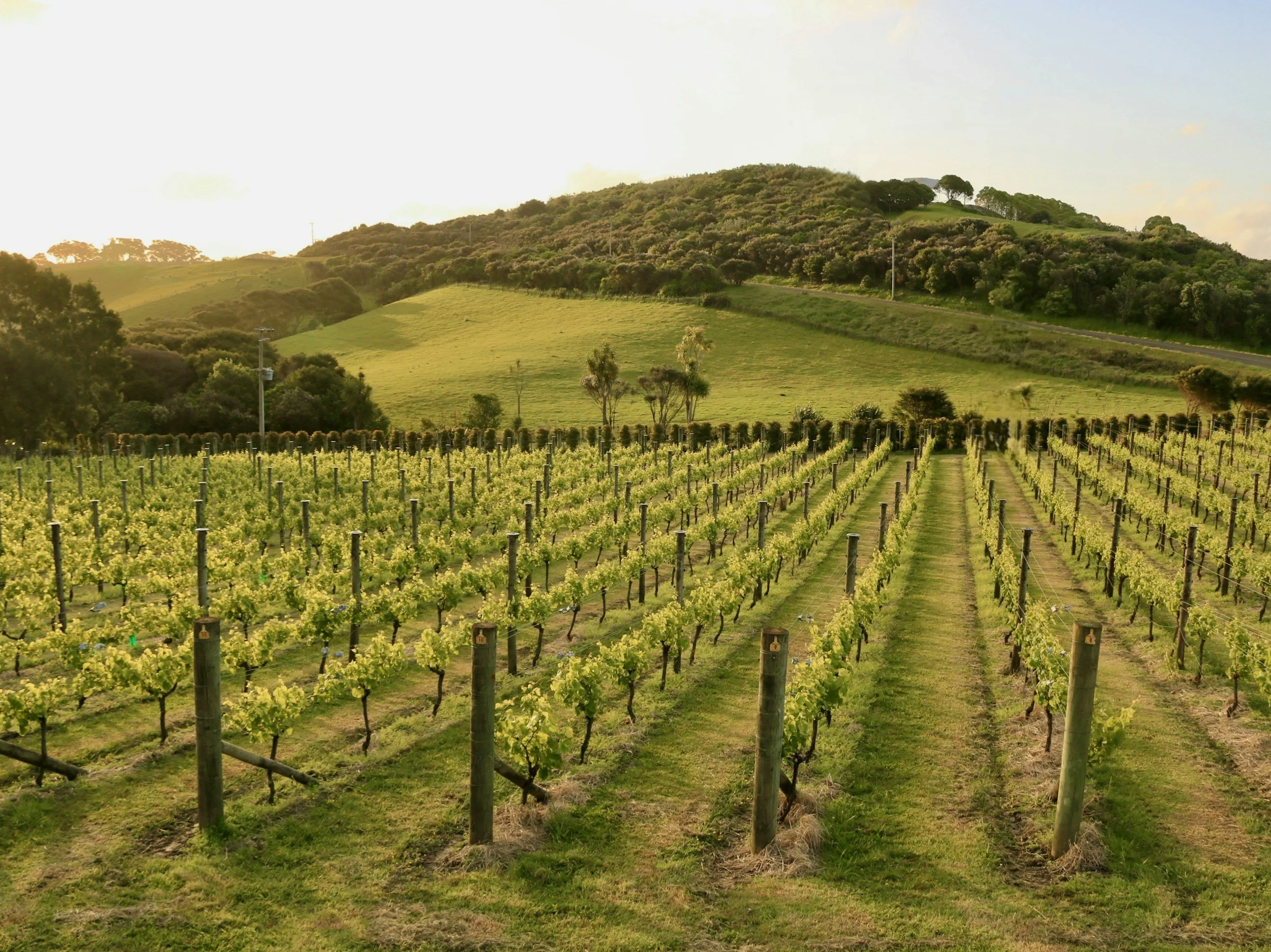 waiheke vineyards