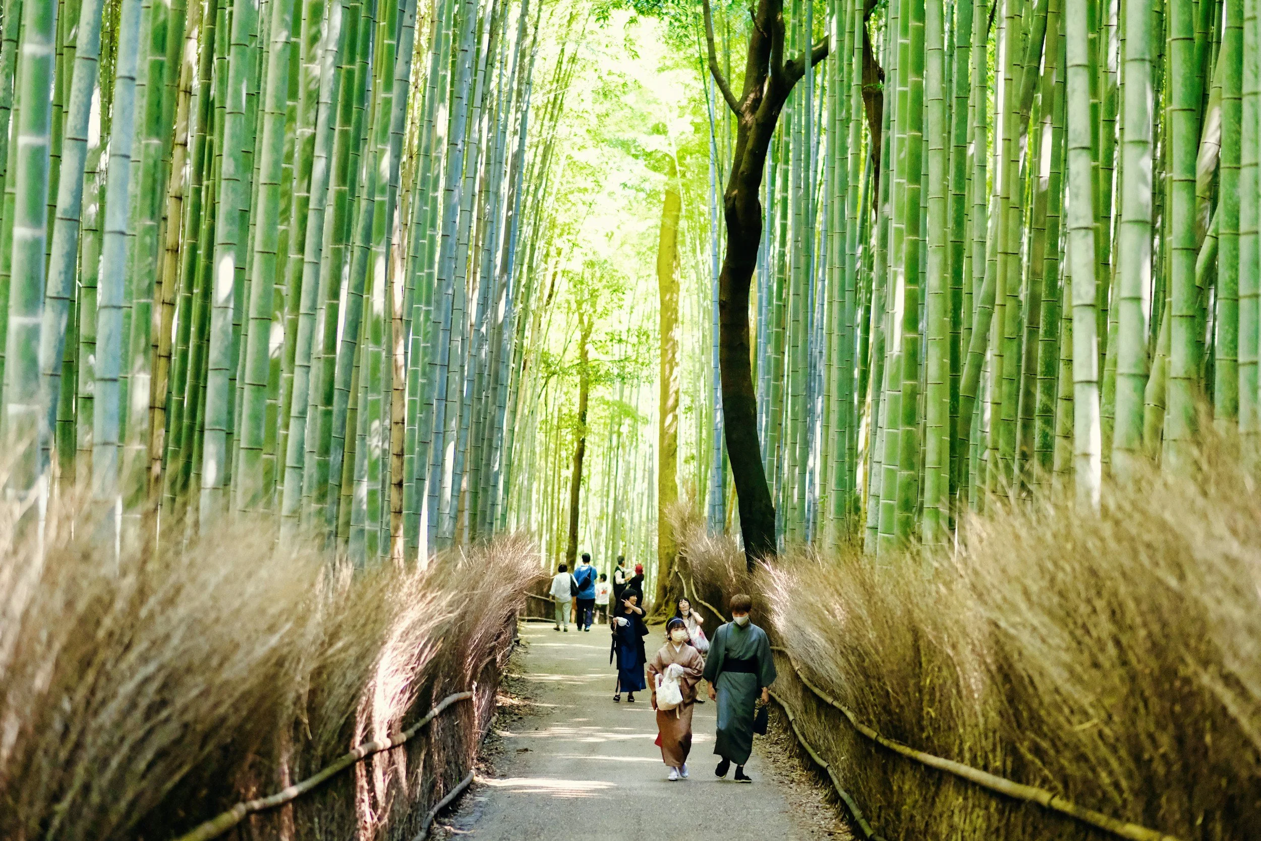 tall bamboo trees