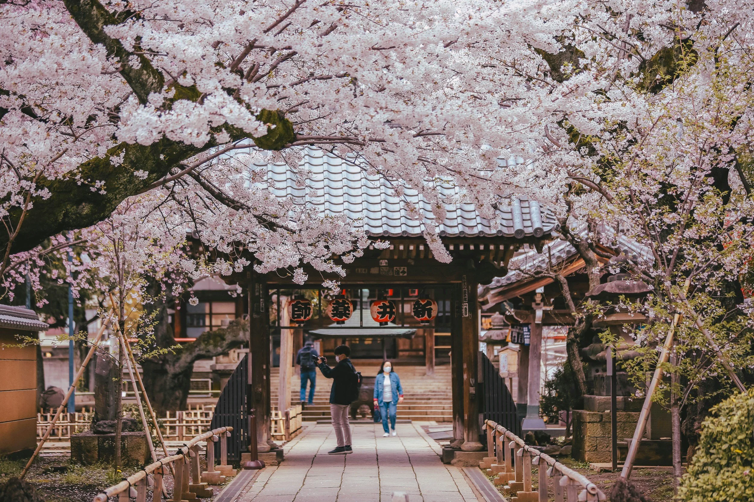 tokyo cherry blossoms