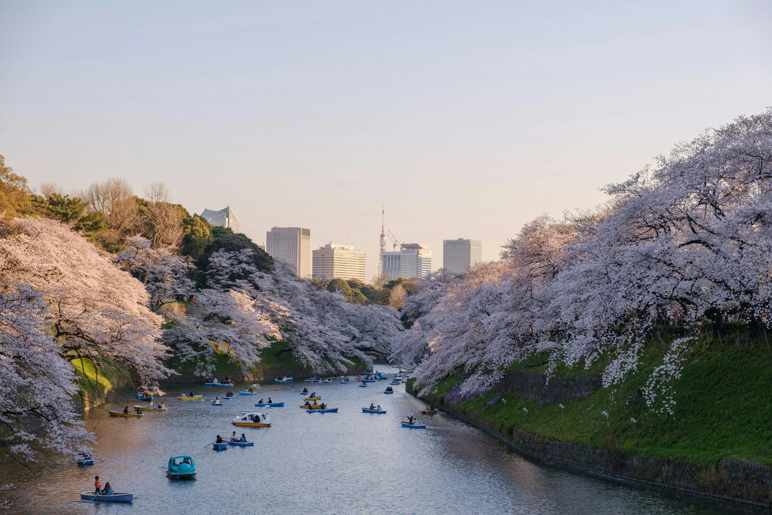 tokyo cherry blossoms river