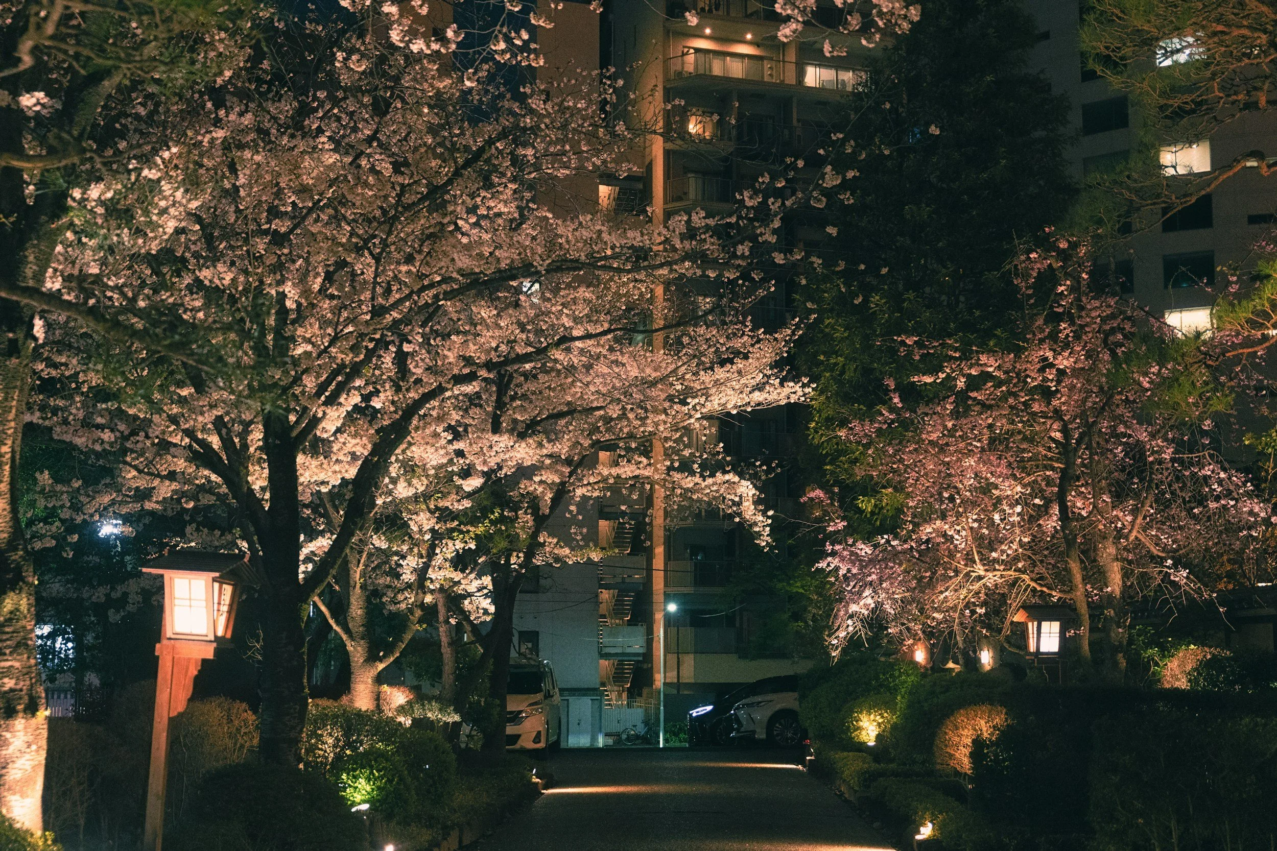 tokyo blossoms at night