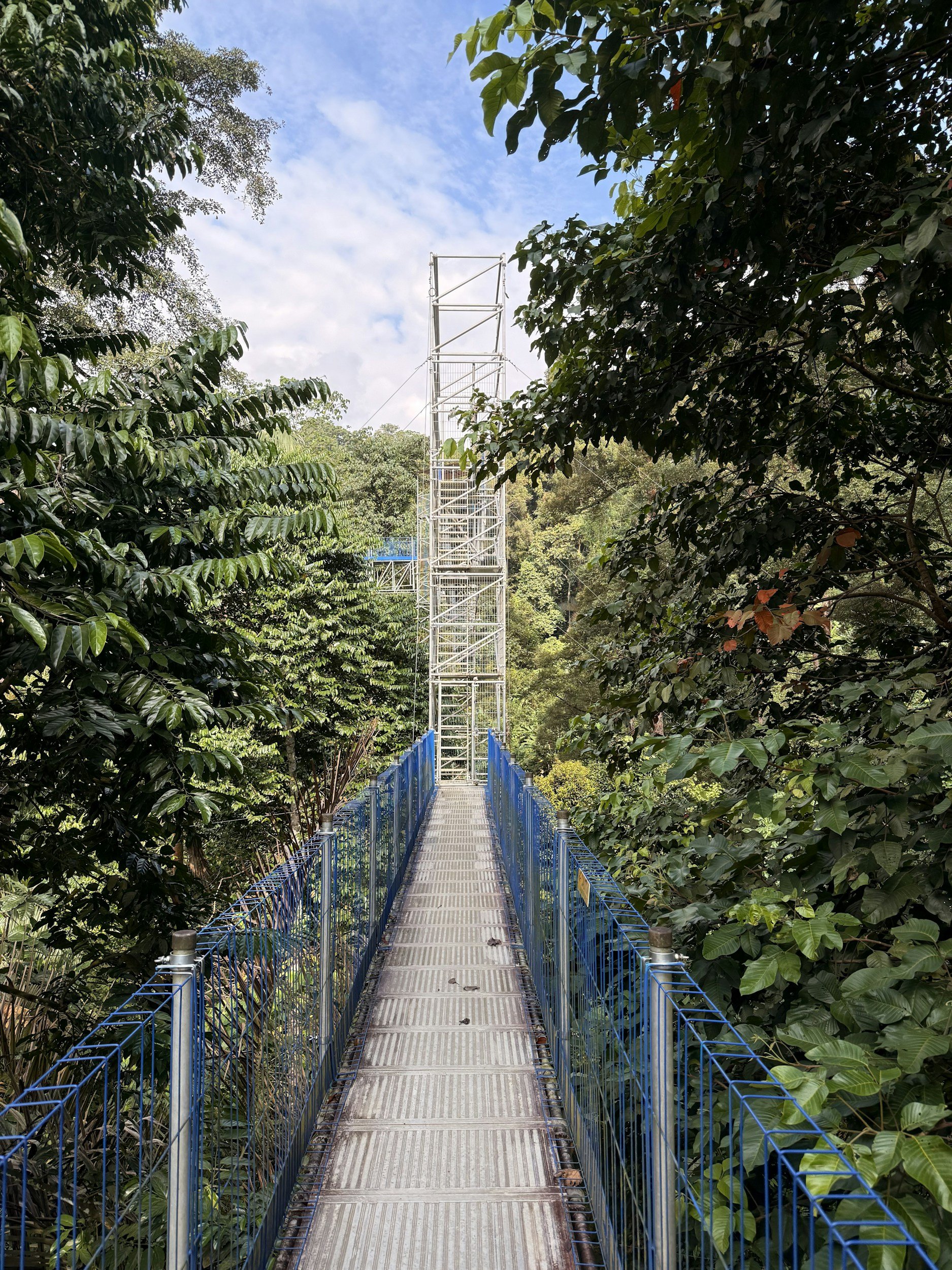 canopy board walk