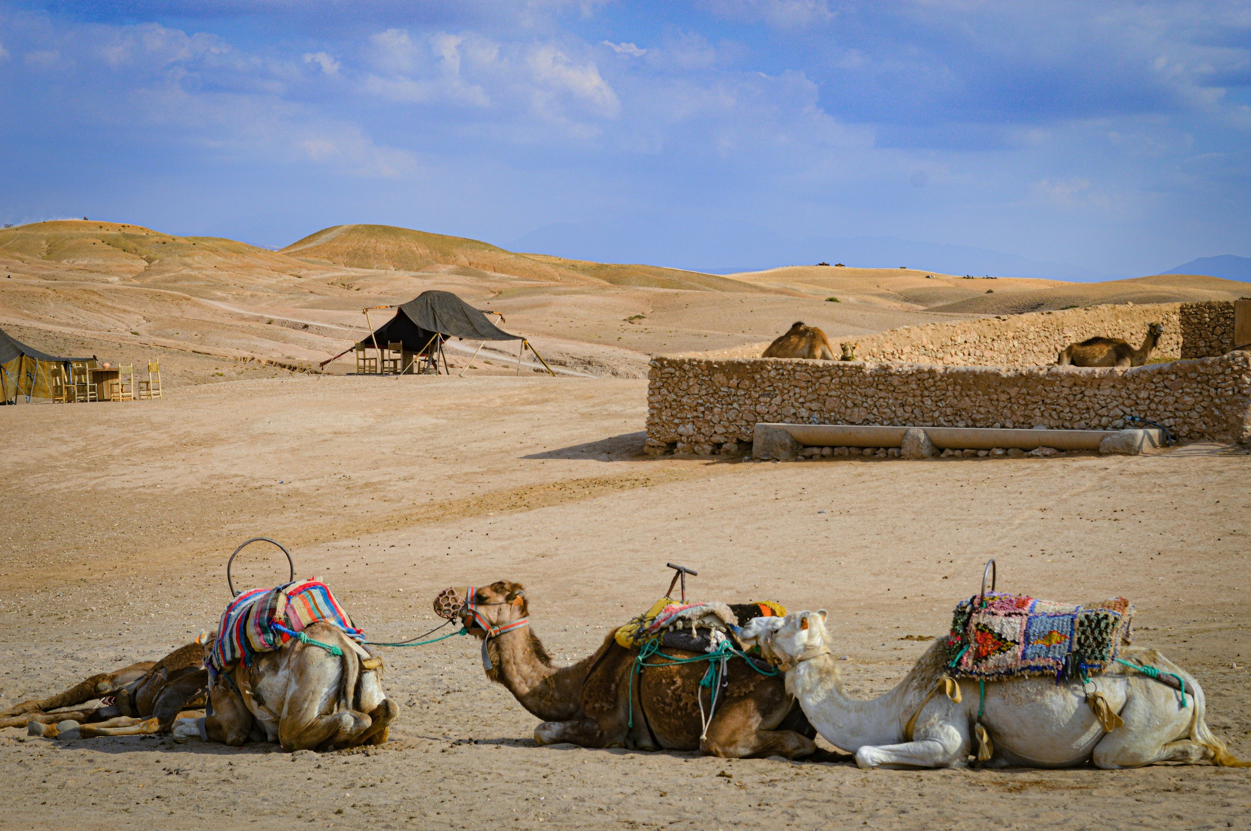 camels on the sand