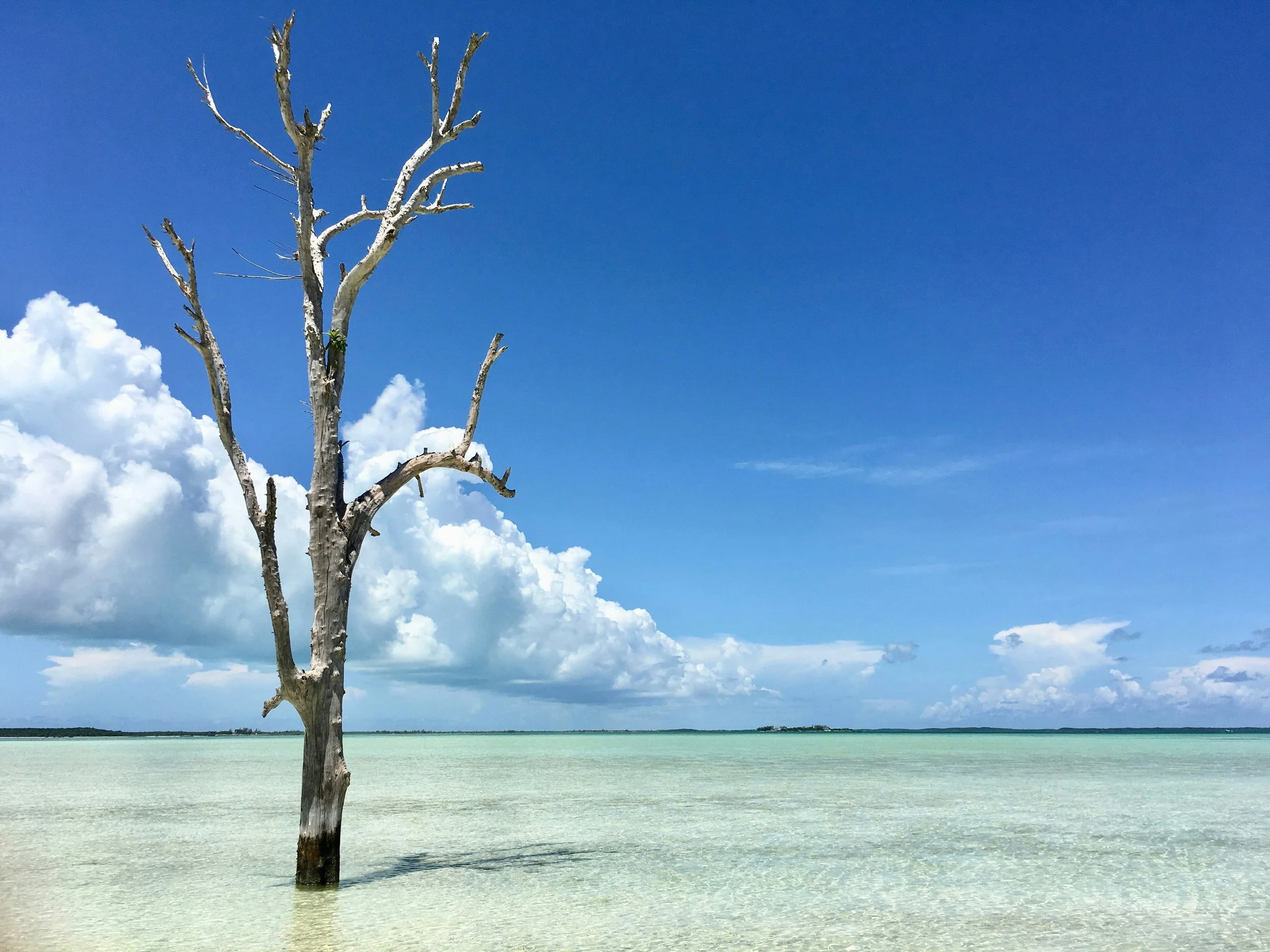 tree in the water and beach