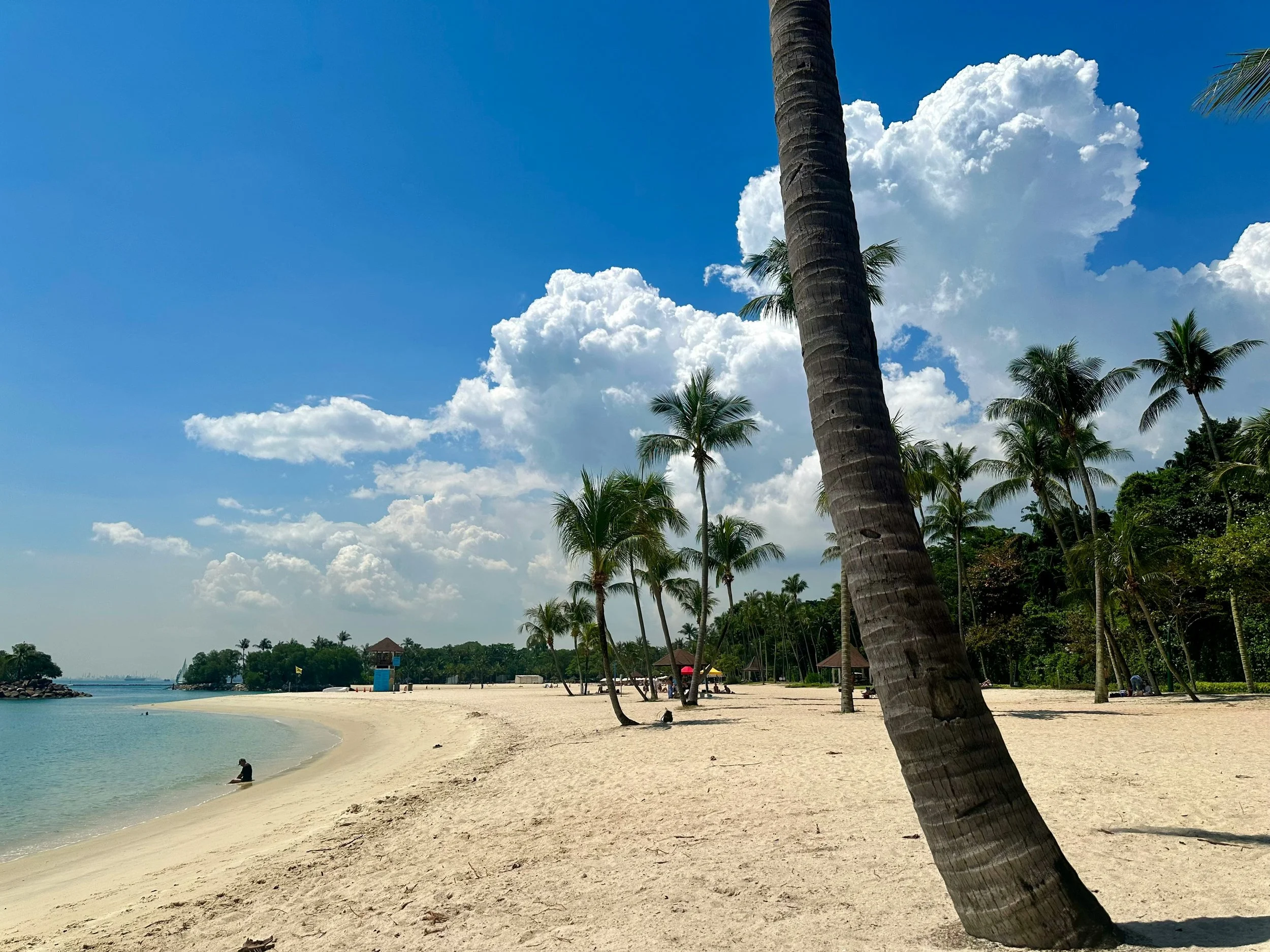 palm trees on the beach