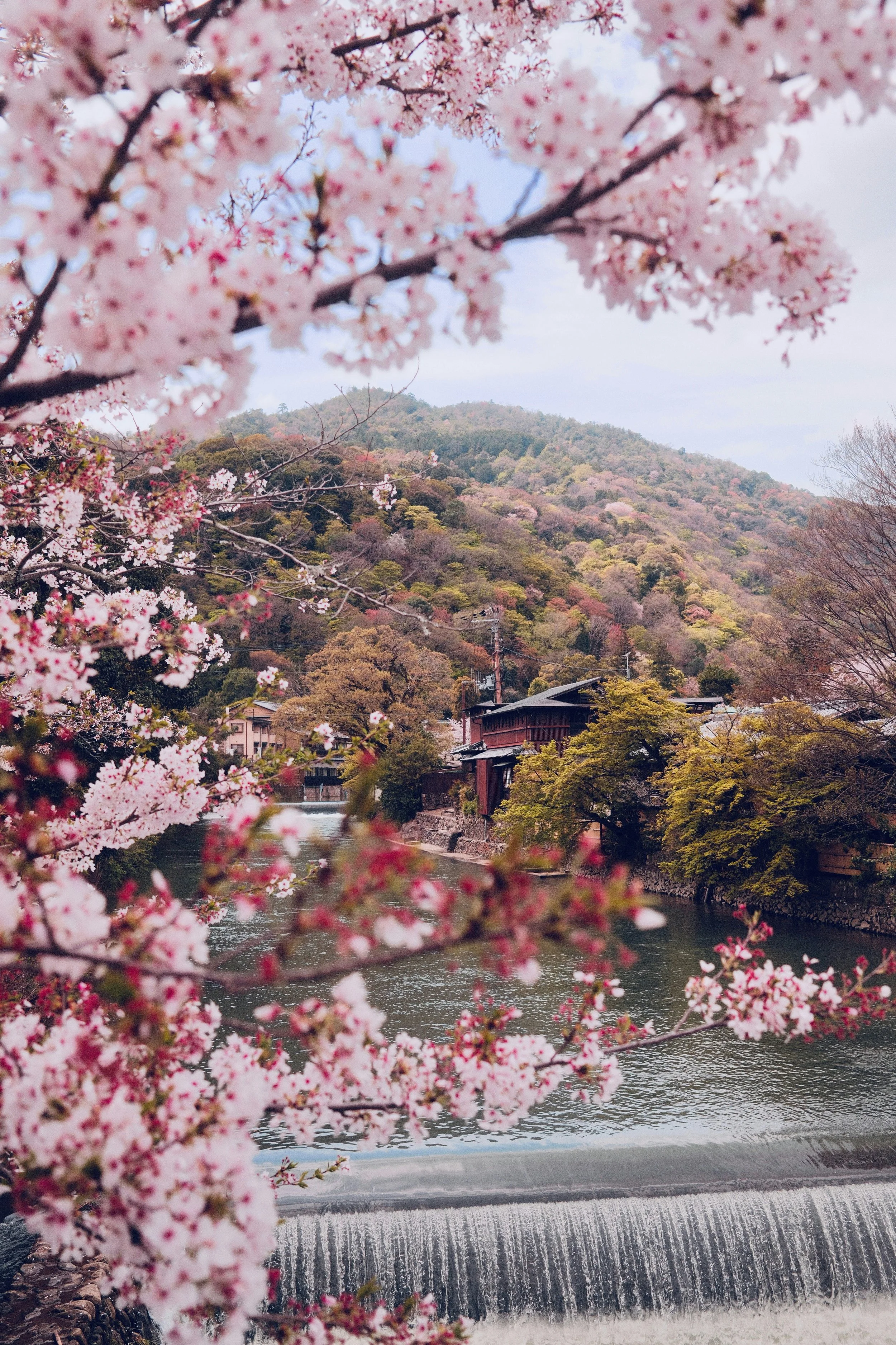 cherry blossoms in japan