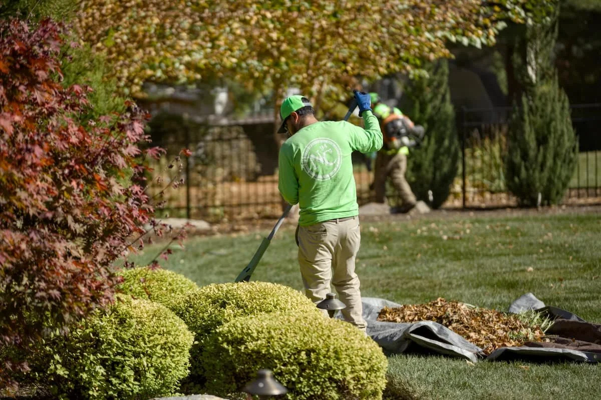 Landscaper raking leaves and maintaining a yard.