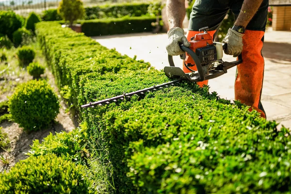 Gardener trimming green hedges with an electric trimmer.