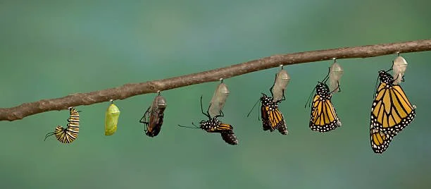 From Caterpillar To Butterfly