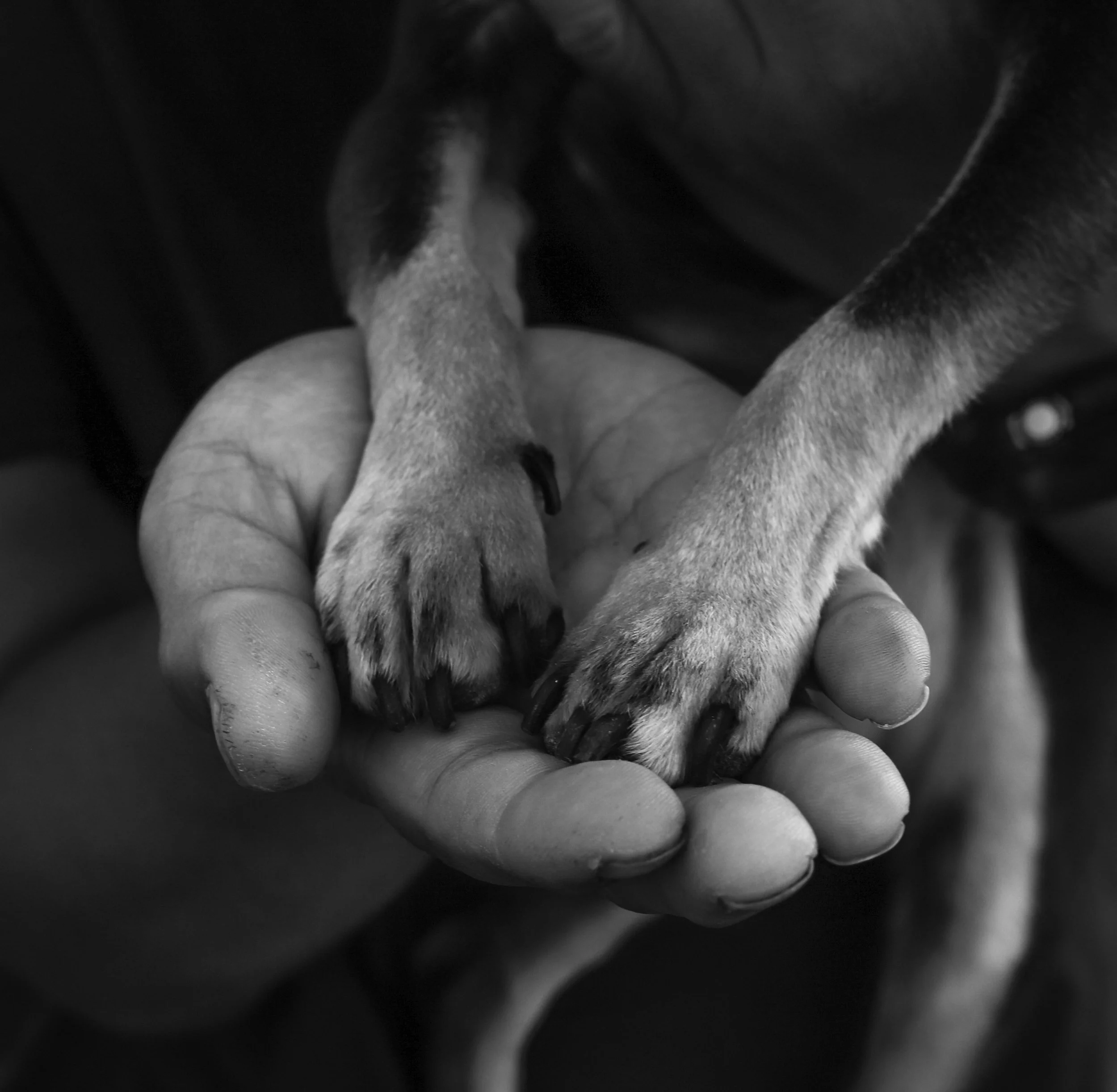 A person's hand holding the paws of a dog, with the dog's front legs resting on the hand in a black and white photo.