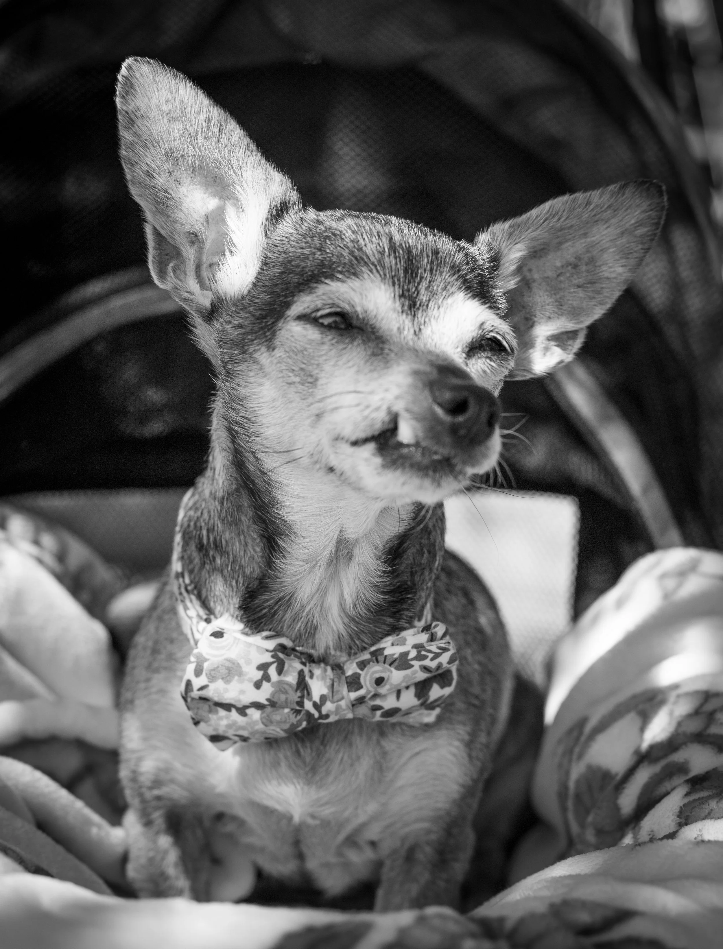 A small dog with large ears, wearing a floral bow tie, sitting on a patterned blanket in front of a pet carrier.