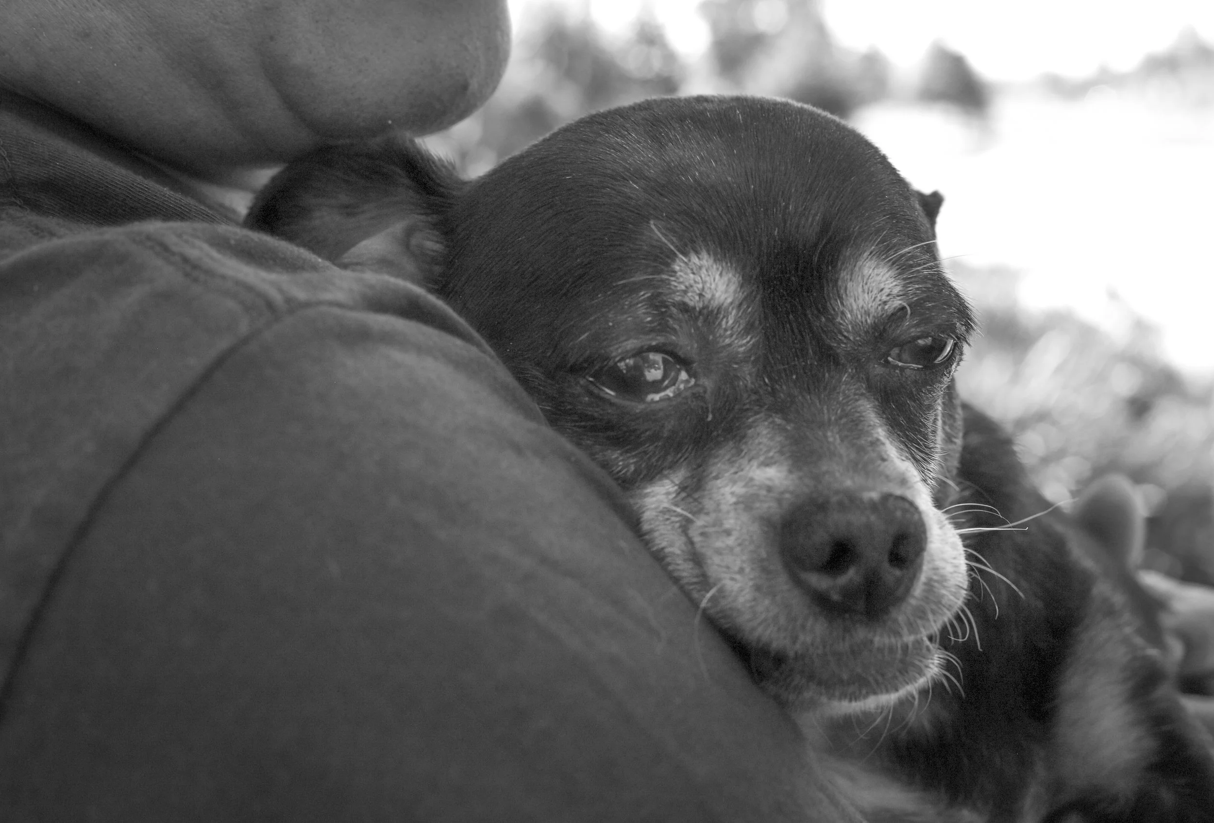 Close-up of a sleeping small dog with black, white, and gray fur, resting on a person's shoulder