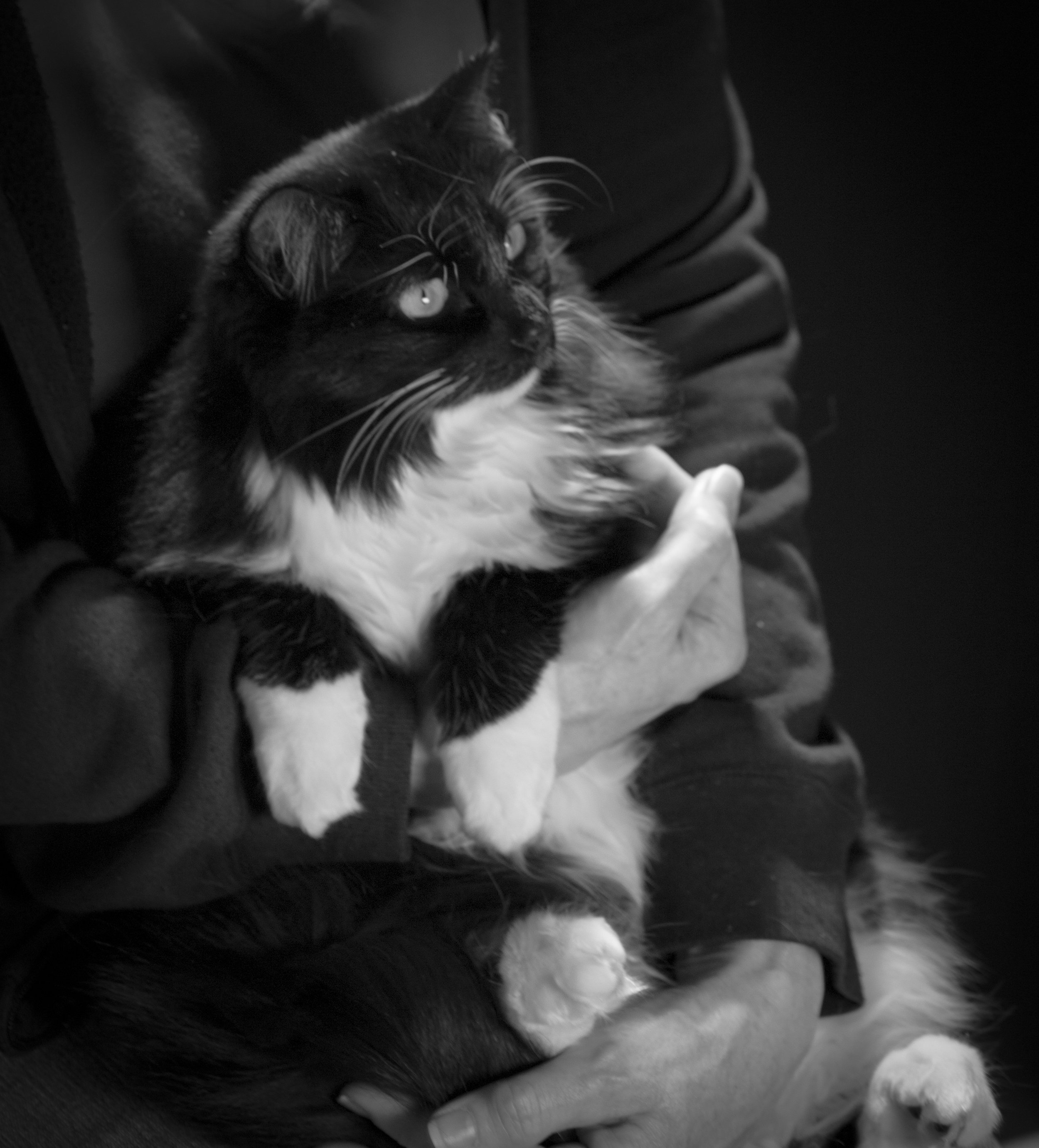 A person holding a black and white cat in their lap, the cat looking upwards with bright eyes.