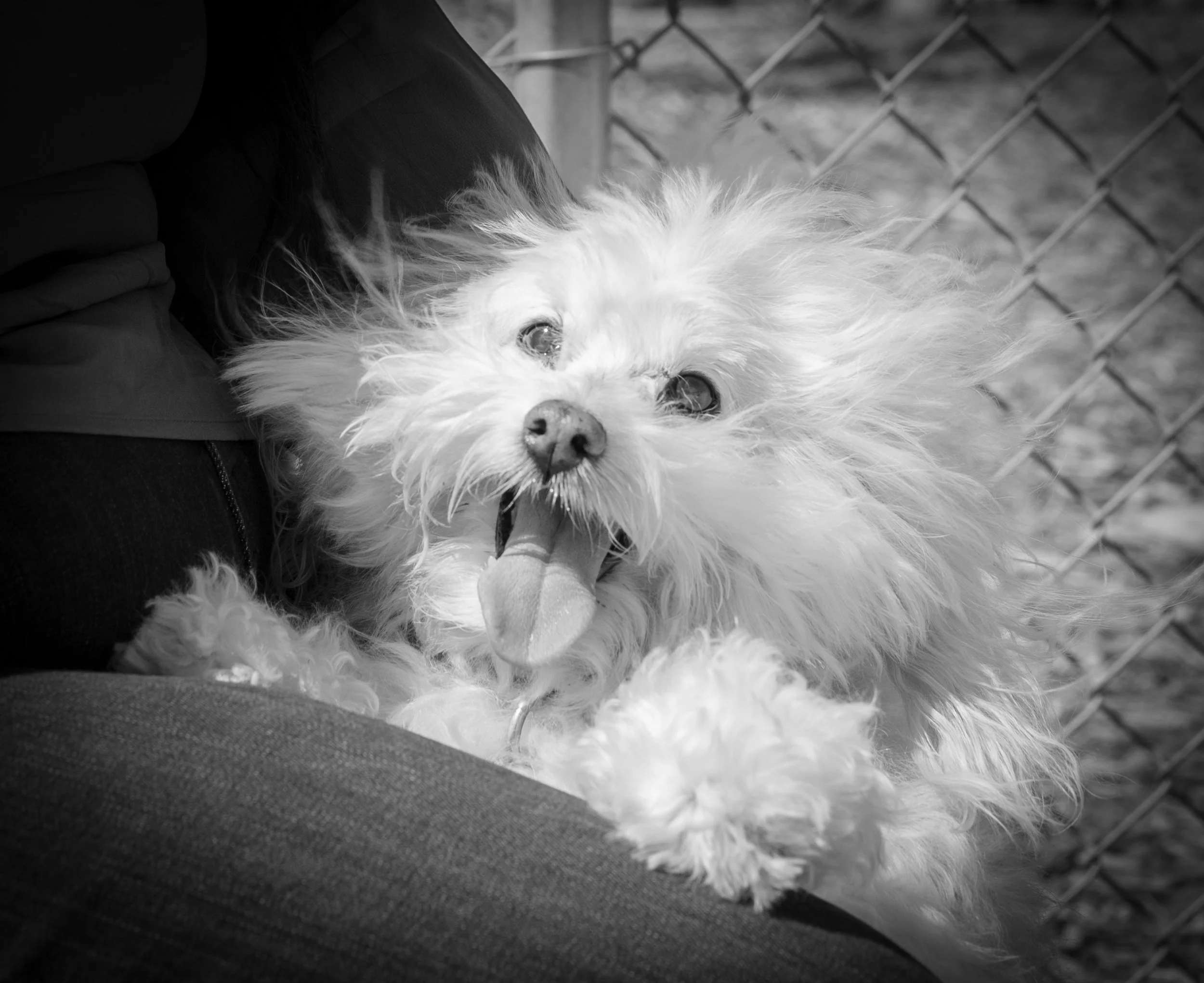 A small, fluffy dog with light-colored, curly fur, lying on a person's lap, panting with its tongue out, with a chain-link fence in the background.