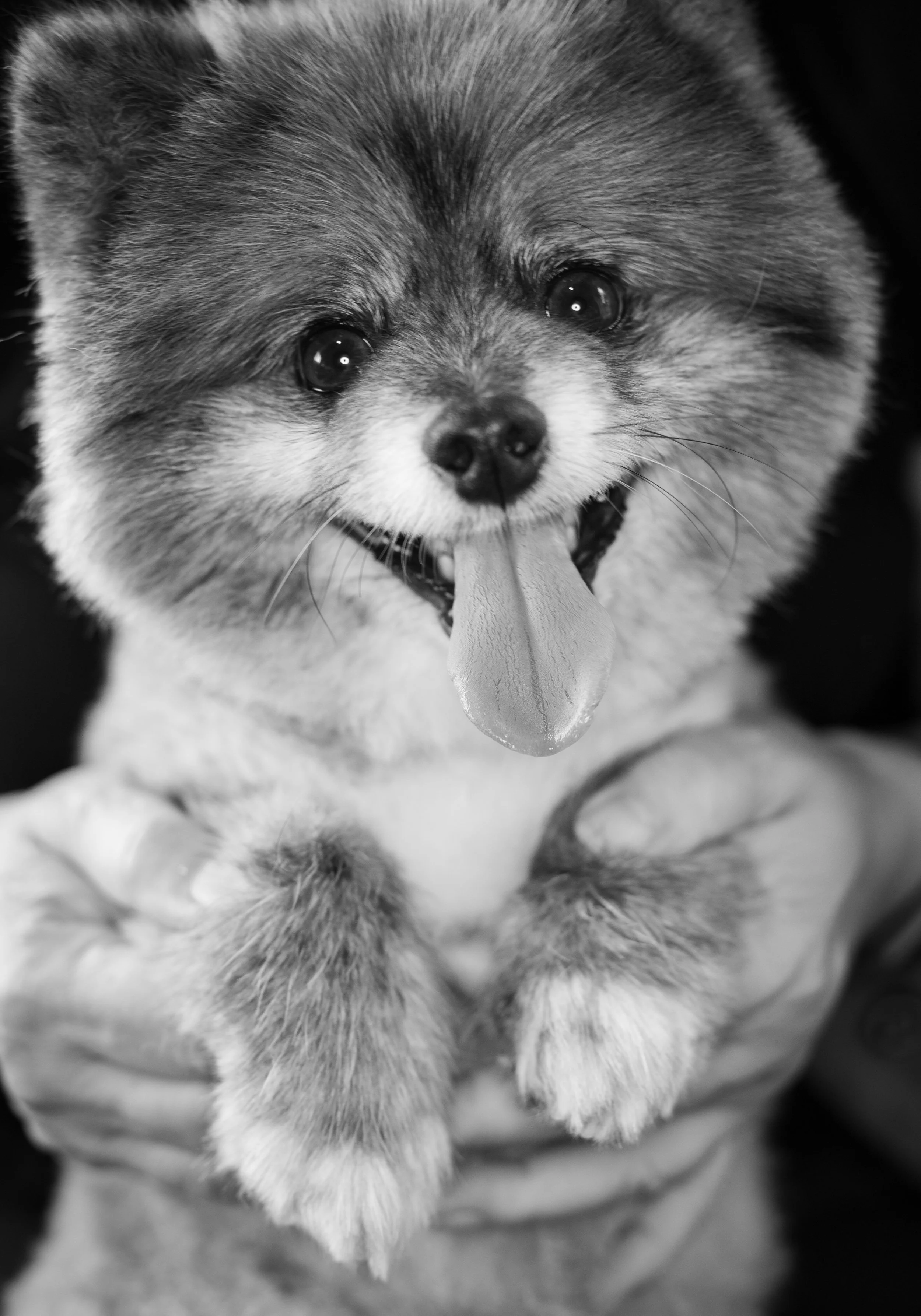 Close-up black and white photo of a happy puppy being held by a person, with its tongue out and eyes wide open.