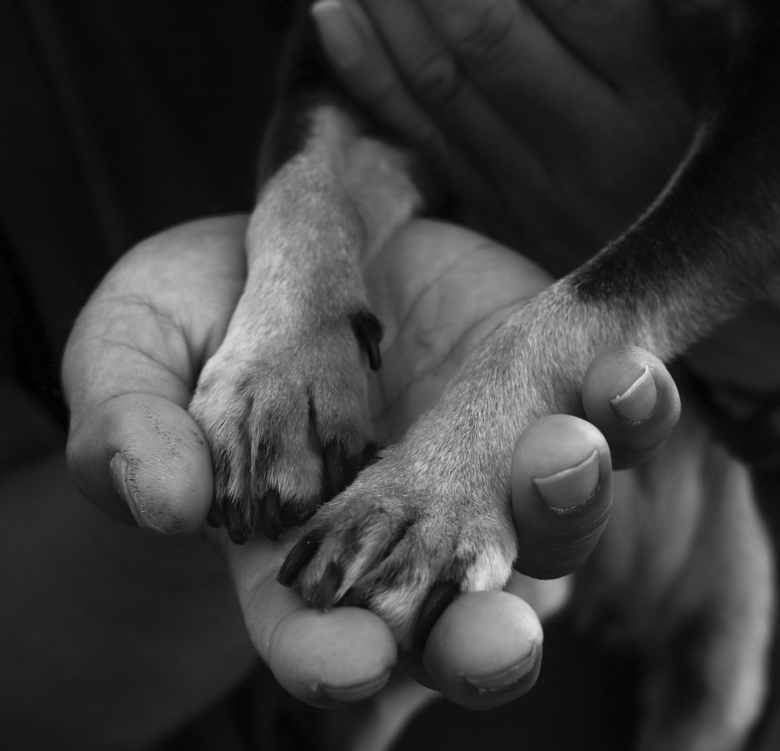 Close-up of a person holding two dog paws in their hand, black and white photo.