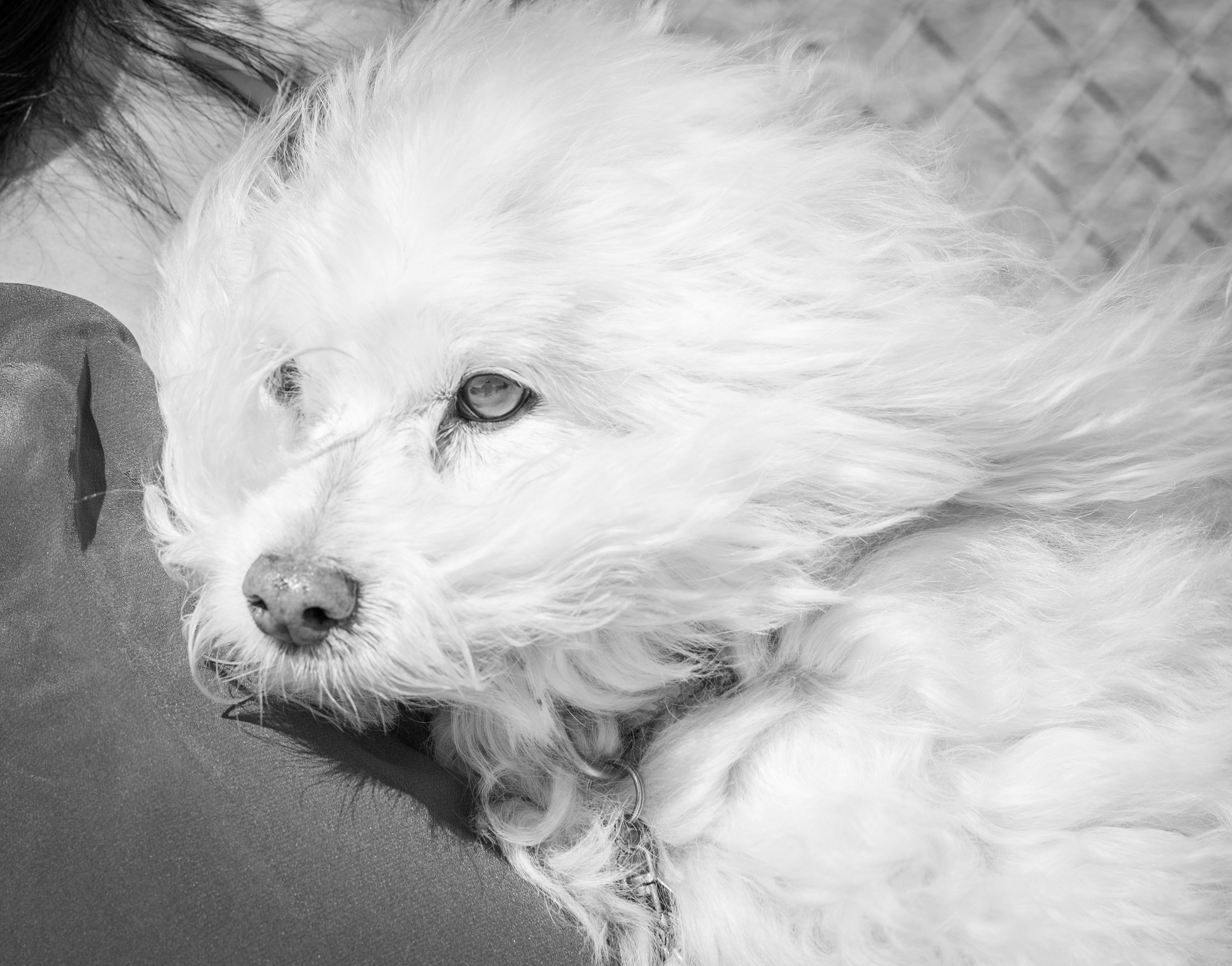 A close-up black and white image of a fluffy white dog with long fur, resting its head on a surface, looking to the side.