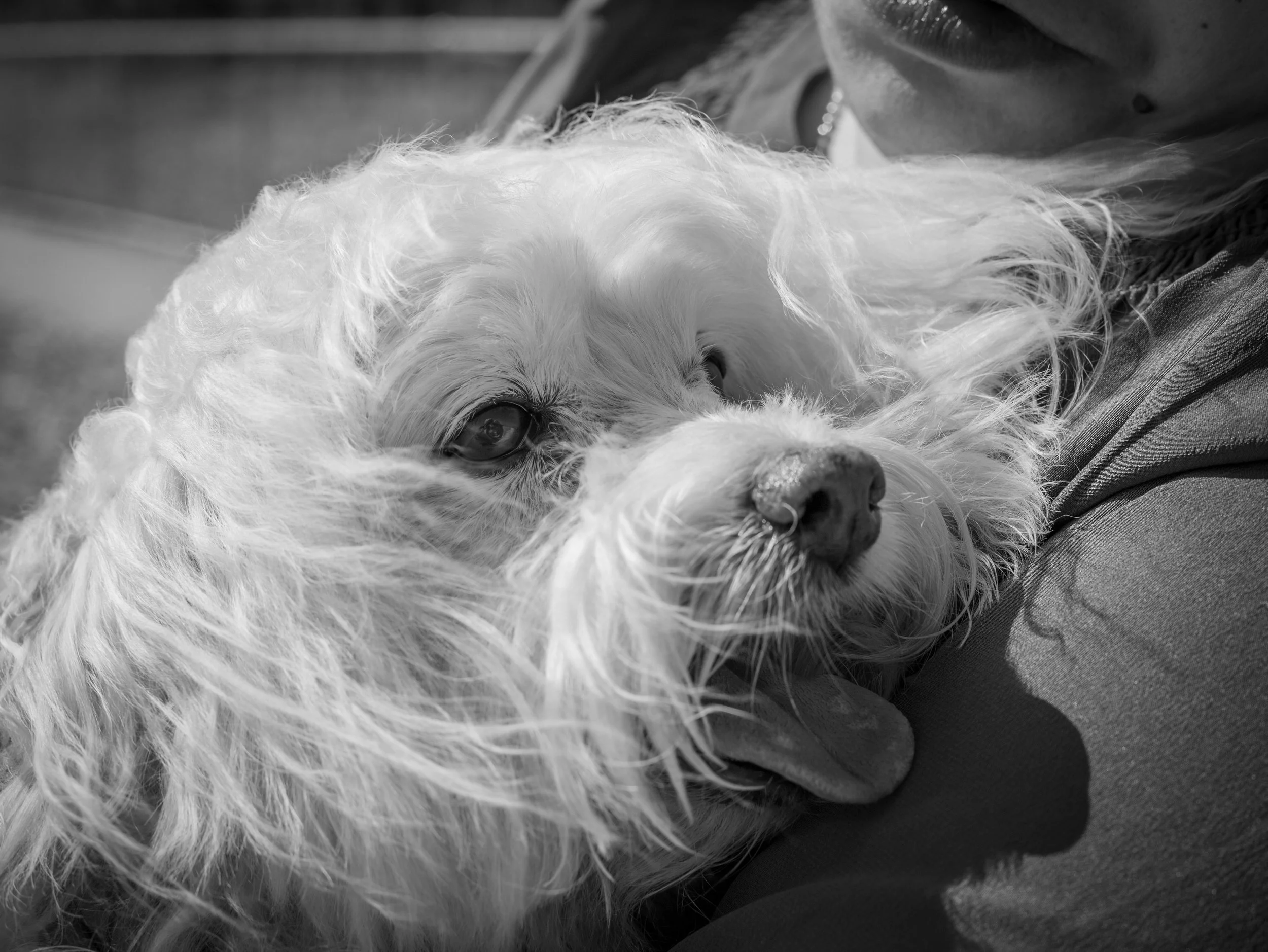 A close-up black and white photo of a dog resting its head on a person's arm, looking calm and relaxed.