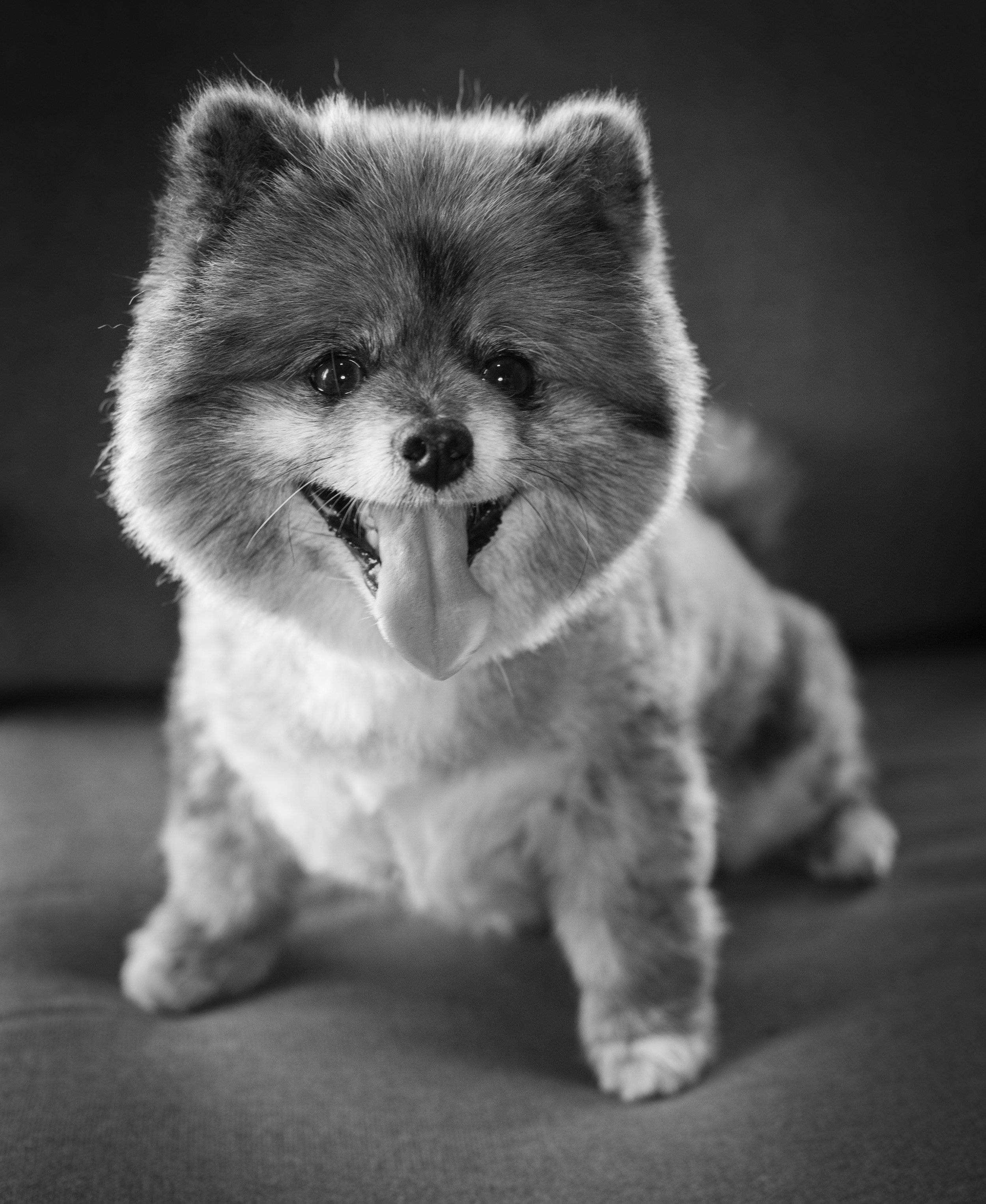 A cute small dog with fluffy fur, sticking out its tongue, sitting on a surface, with a blurred dark background.