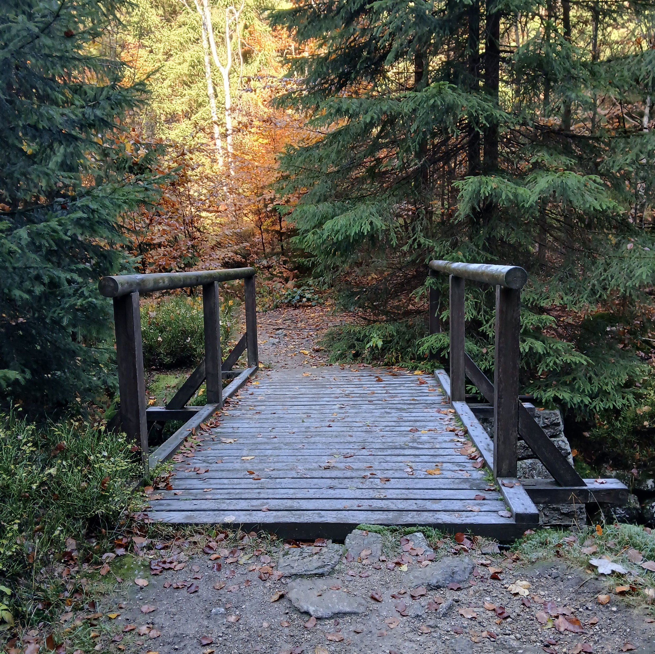 A simple wooden bridge crossing a creek in a wooded landscape, representing transition, change, and movement from understanding into healing and growth.