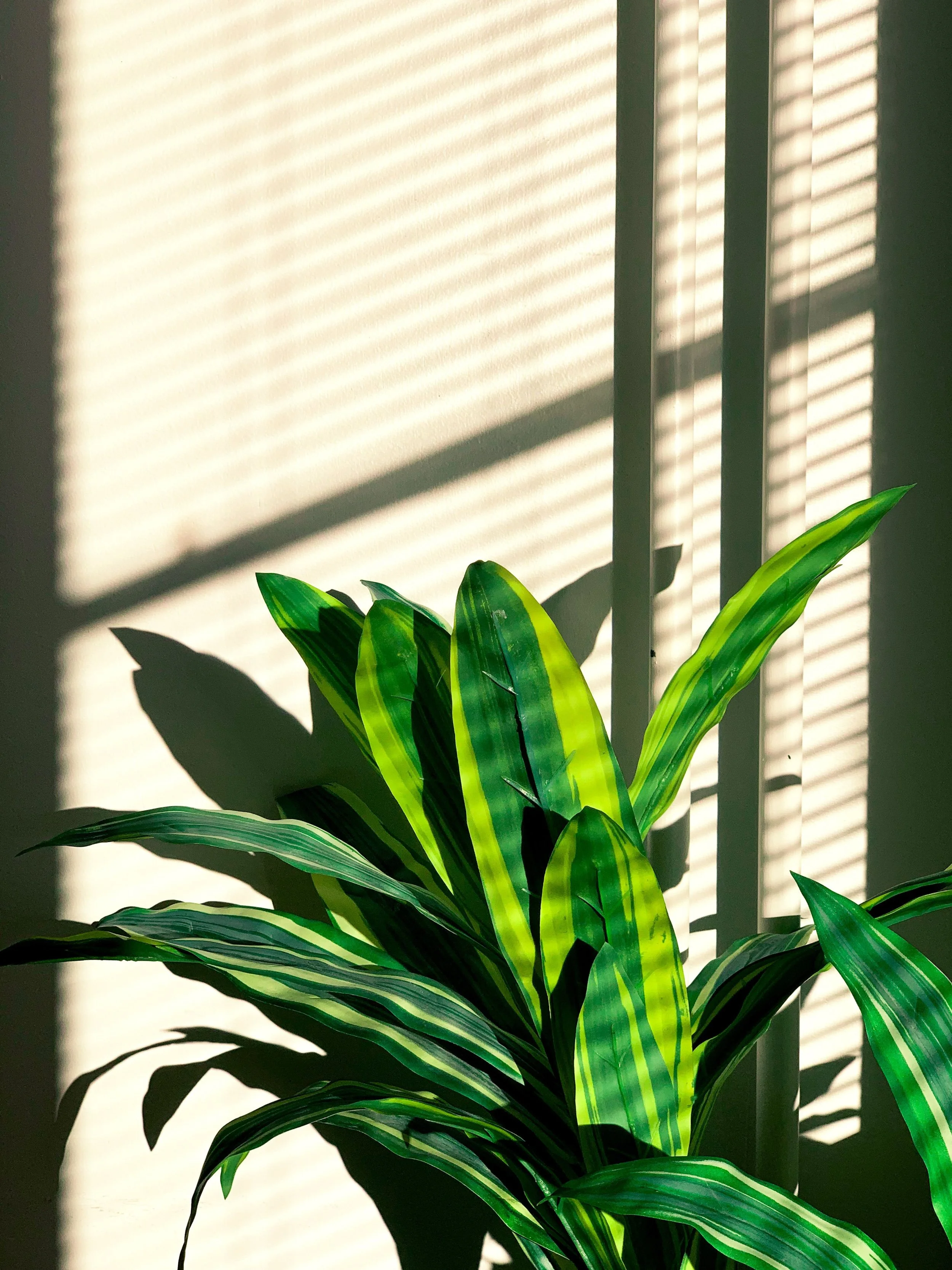 A resilient snake plant partially obscured by shadow lines from window blinds, representing the way patterns of control and distortion can obscure but not erase who you are